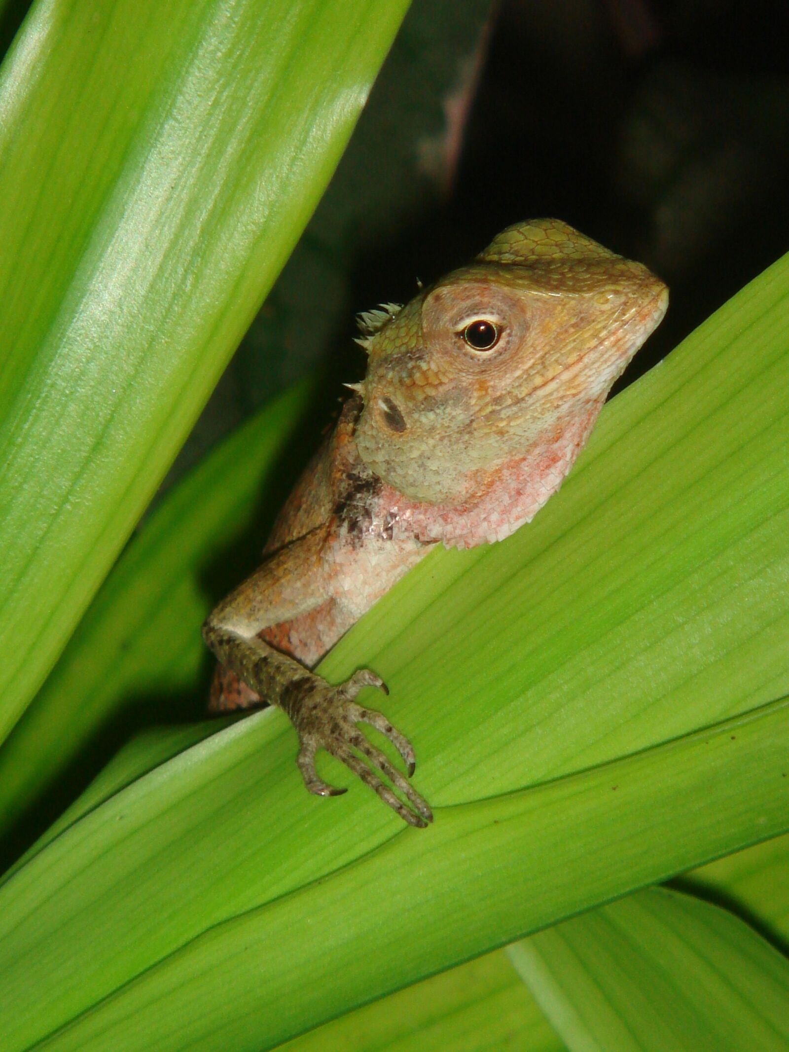 Sony DSC-T9 sample photo. Gecko, maldives, lizard photography