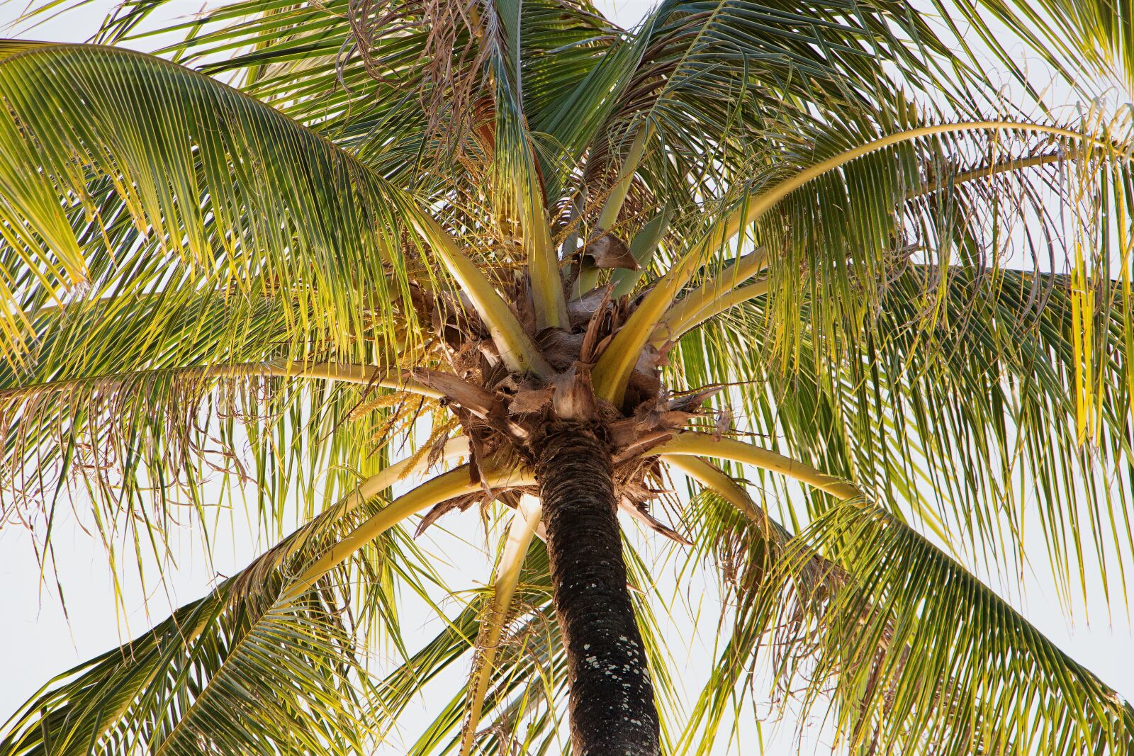 Canon EOS 70D sample photo. Palm, tropical, tree photography