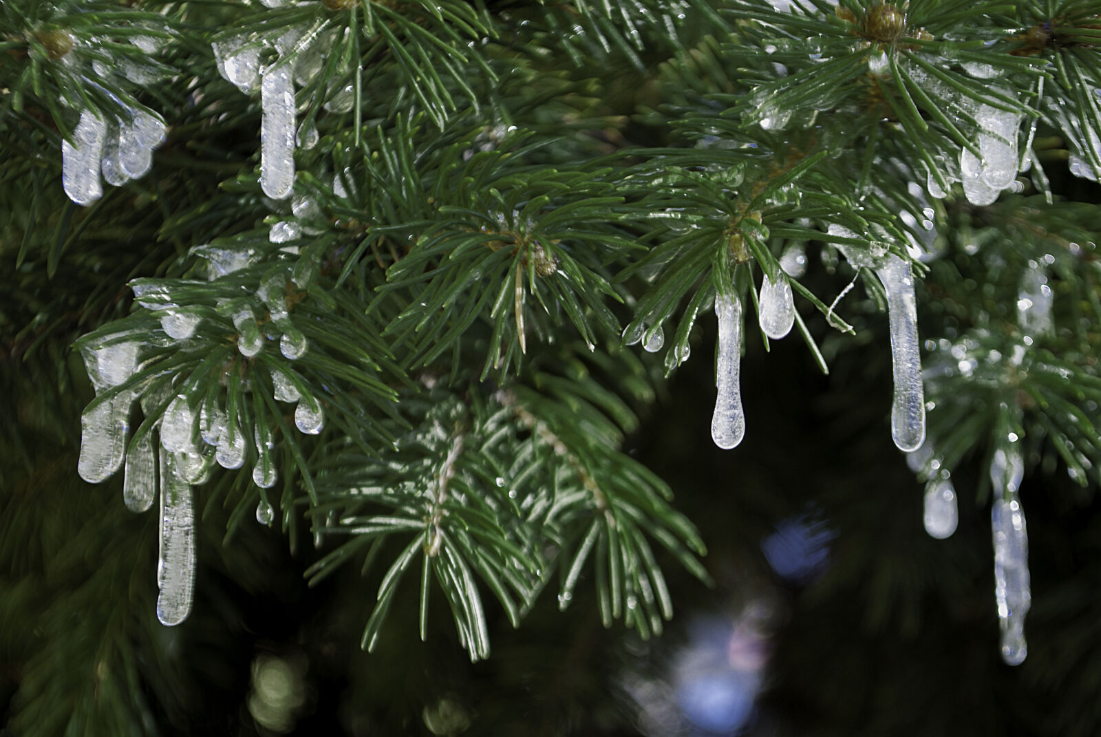 Nikon D3000 sample photo. Parallel, bark, ice, icicles photography