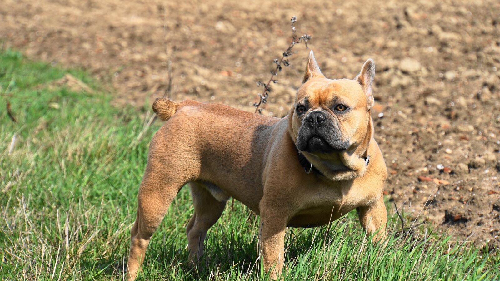 Sony E 18-200mm F3.5-6.3 OSS LE sample photo. French bulldog, dog, strong photography