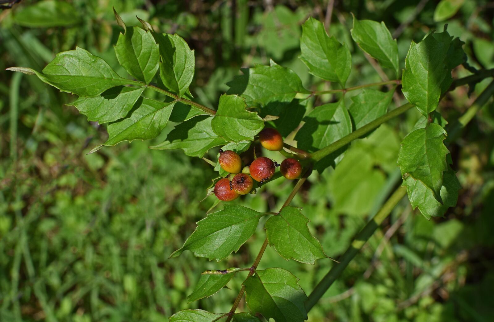 Nikon D3300 sample photo. Wild american holly, holly photography