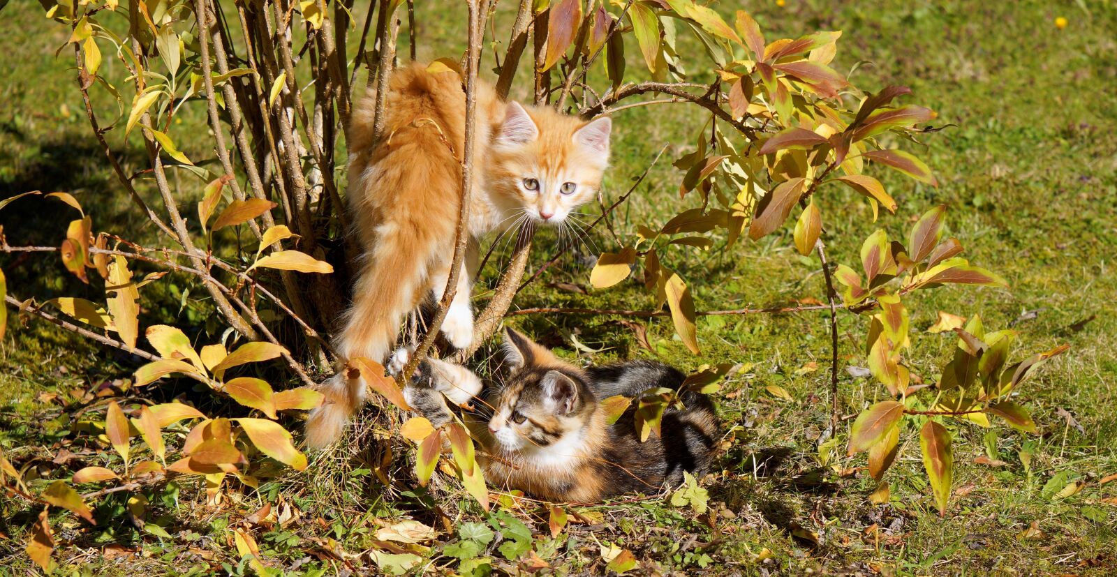 Sony Alpha NEX-7 sample photo. Cats guys, cat, kitten photography
