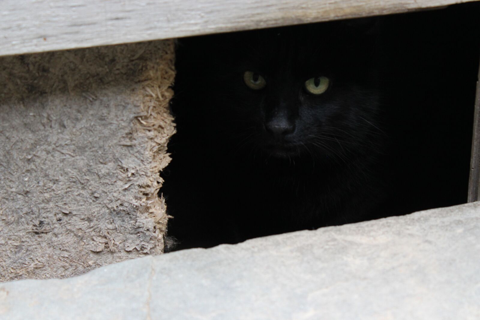 Canon EOS 600D (Rebel EOS T3i / EOS Kiss X5) sample photo. Cat, black cat, cat photography