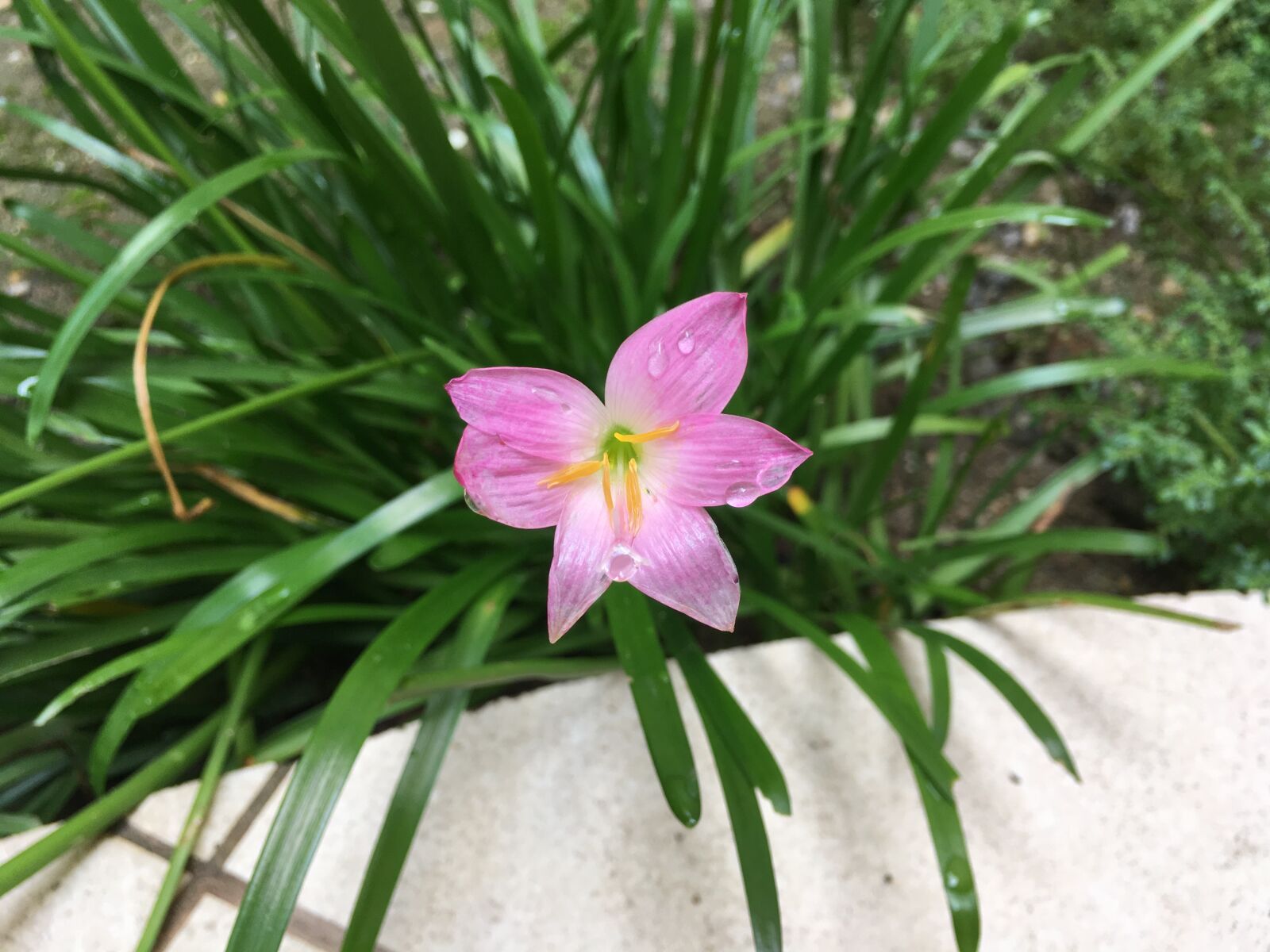 iPhone SE back camera 4.15mm f/2.2 sample photo. Flower, flower color pink photography
