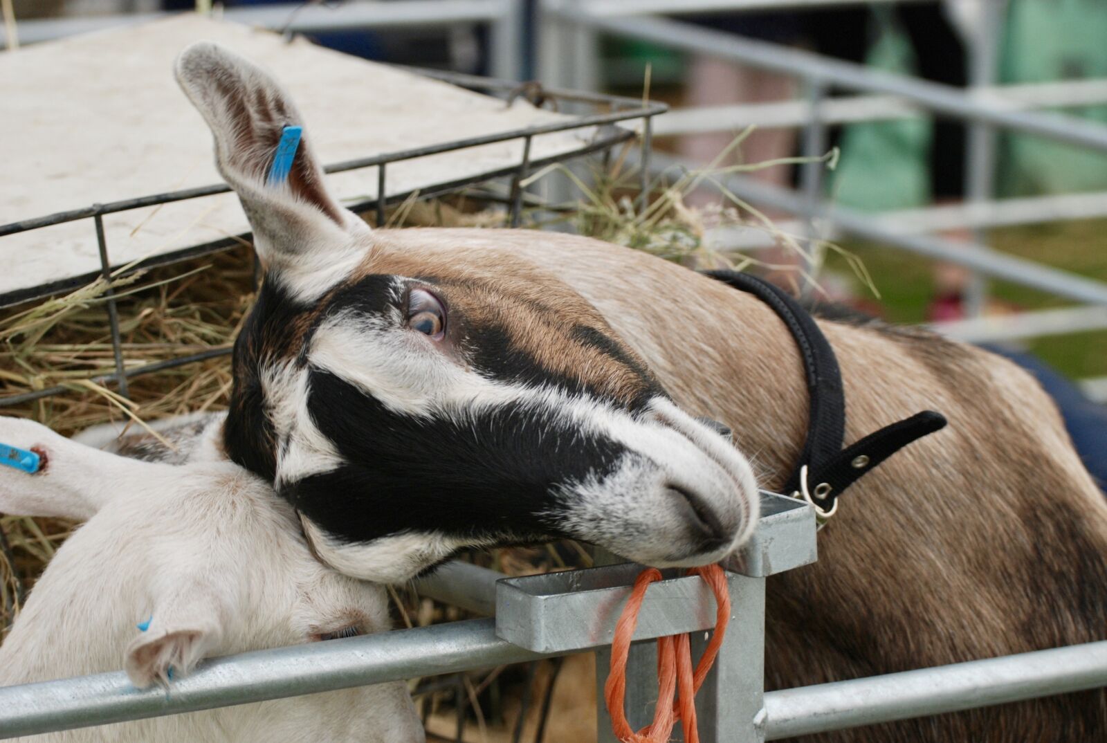 Nikon D80 sample photo. Goat, head, cute photography