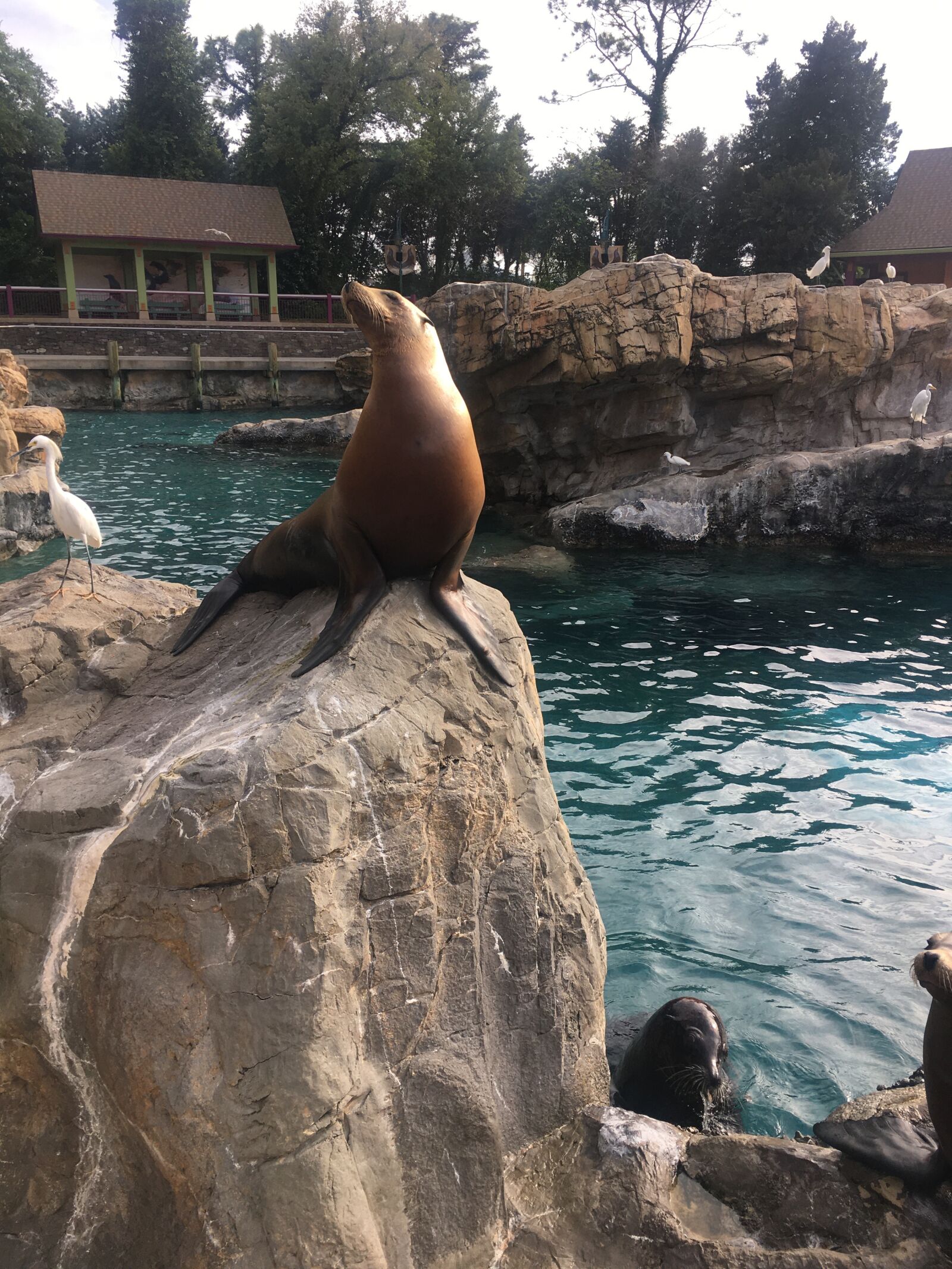 iPhone SE back camera 4.15mm f/2.2 sample photo. Seal, park, nature photography