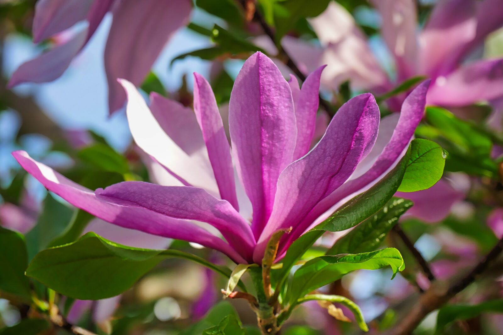Panasonic Lumix DMC-GX8 sample photo. Flower, nature, plant photography