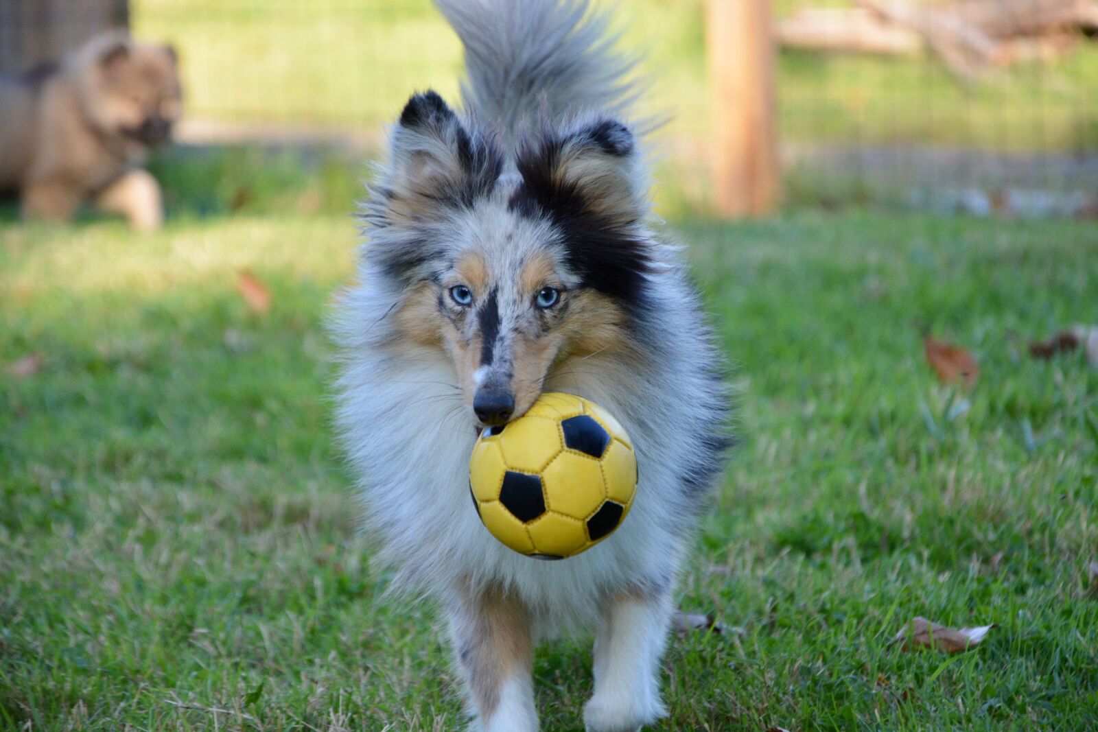 Nikon D5200 sample photo. Dog, bitch, bitch shetland photography