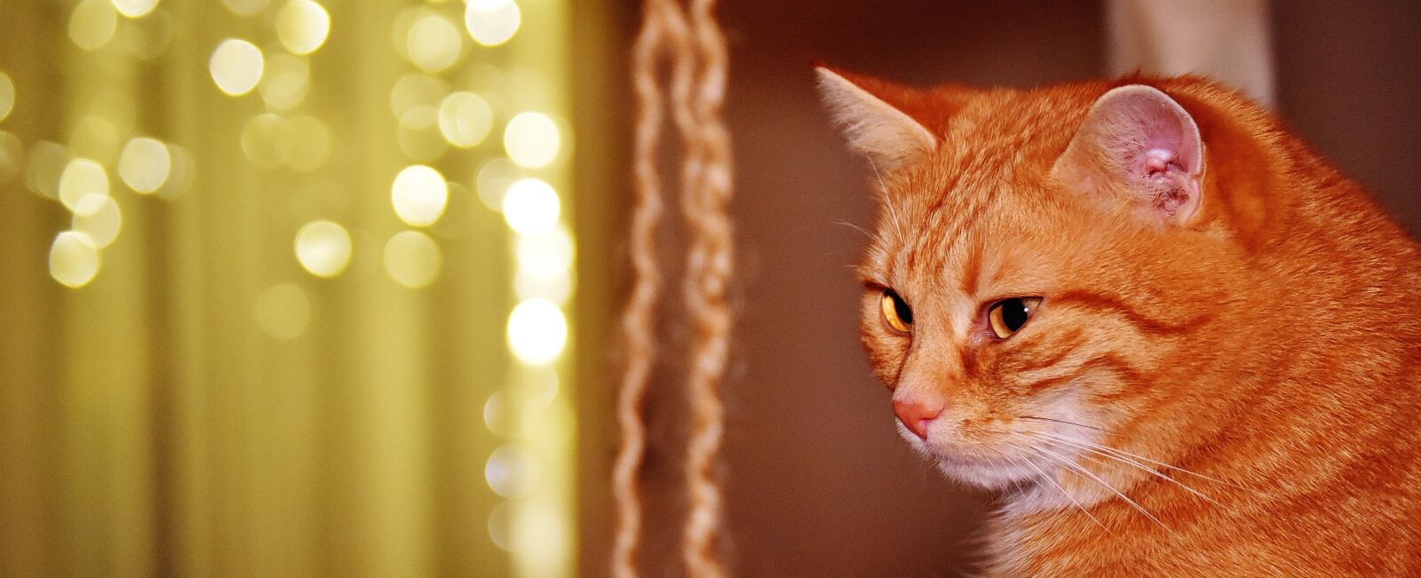 Nikon D7200 sample photo. Cat, red, funny photography