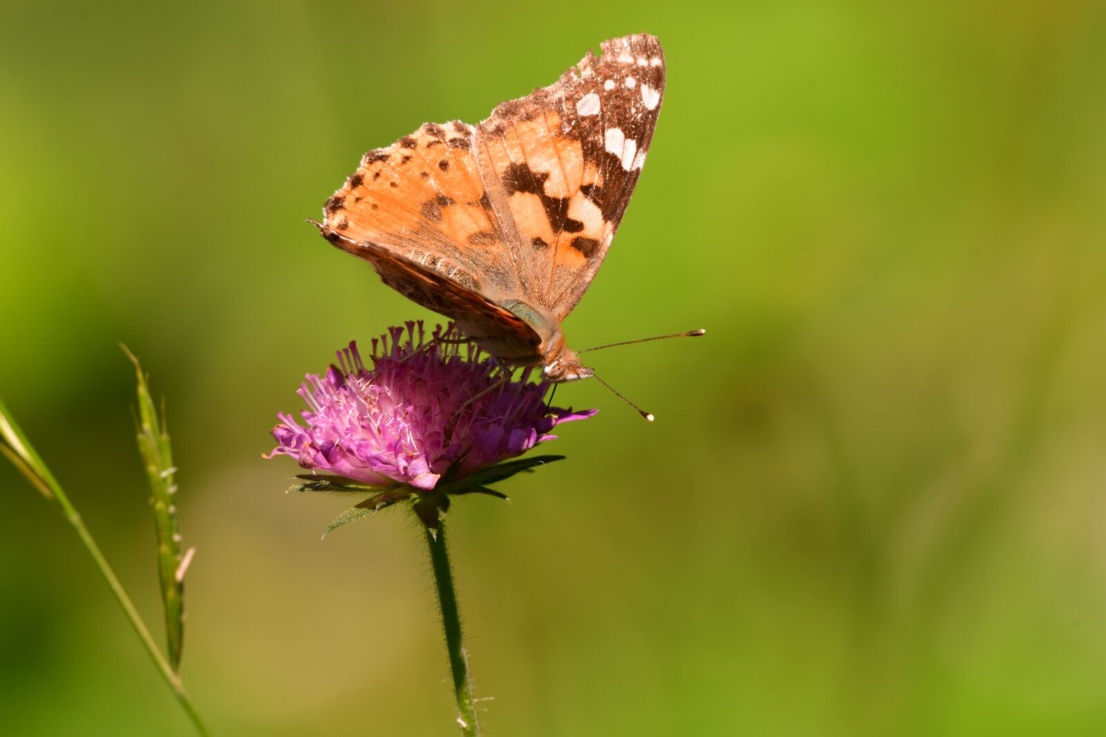 Nikon D7500 sample photo. Butterfly, insect, nectar photography