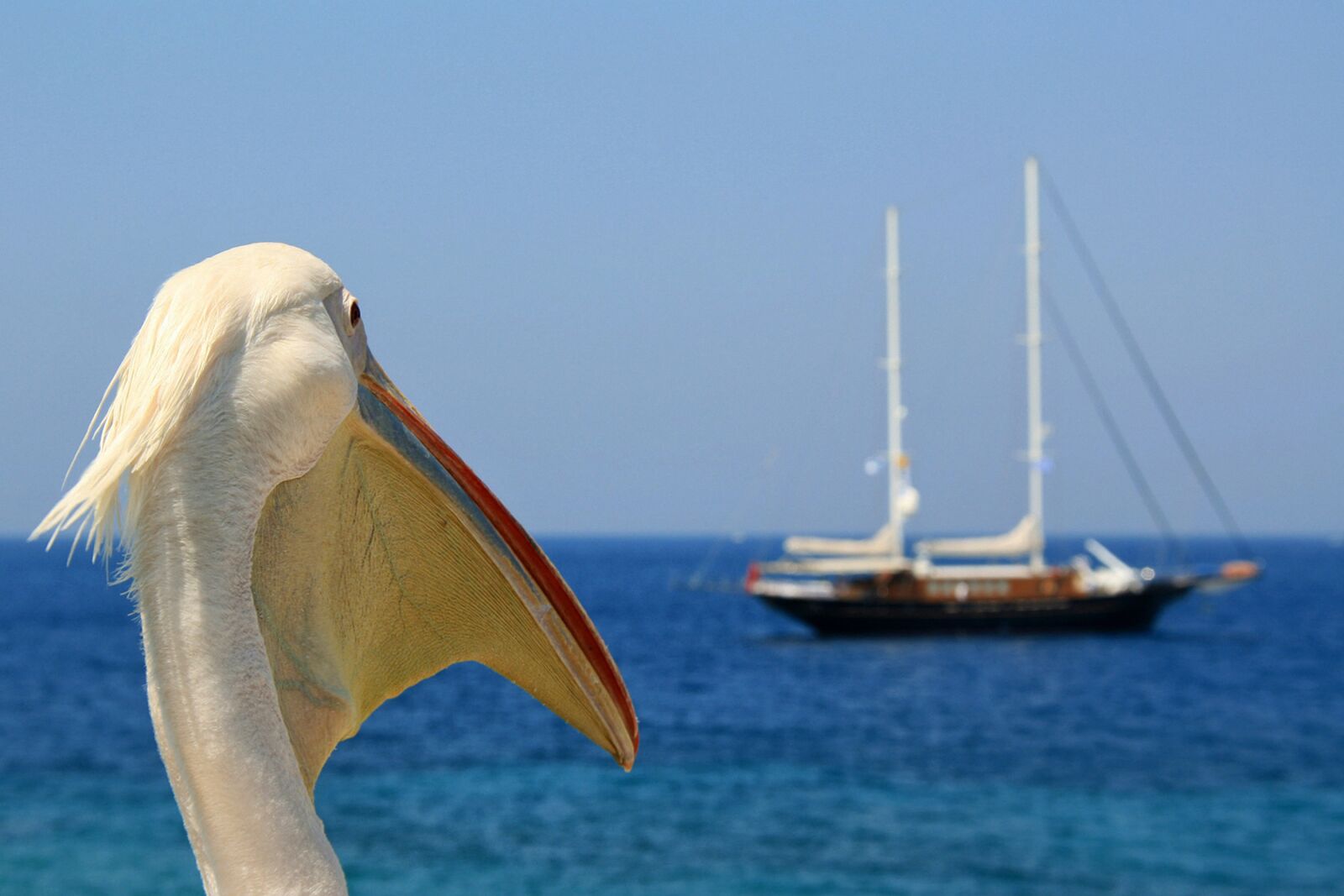 Canon EOS 400D (EOS Digital Rebel XTi / EOS Kiss Digital X) sample photo. Pelican, envy, sea photography