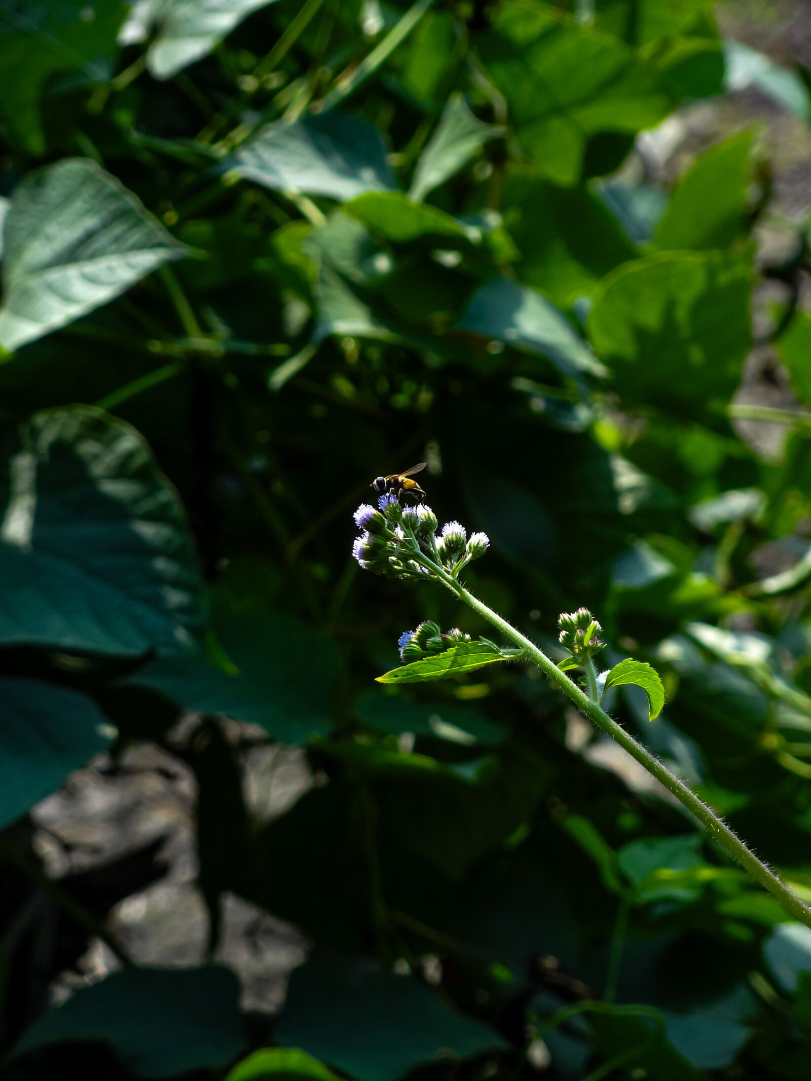 Sony Cyber-shot DSC-HX7V sample photo