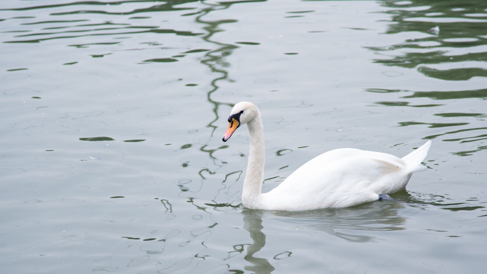 Nikon D750 sample photo. Animal, swan, goose photography