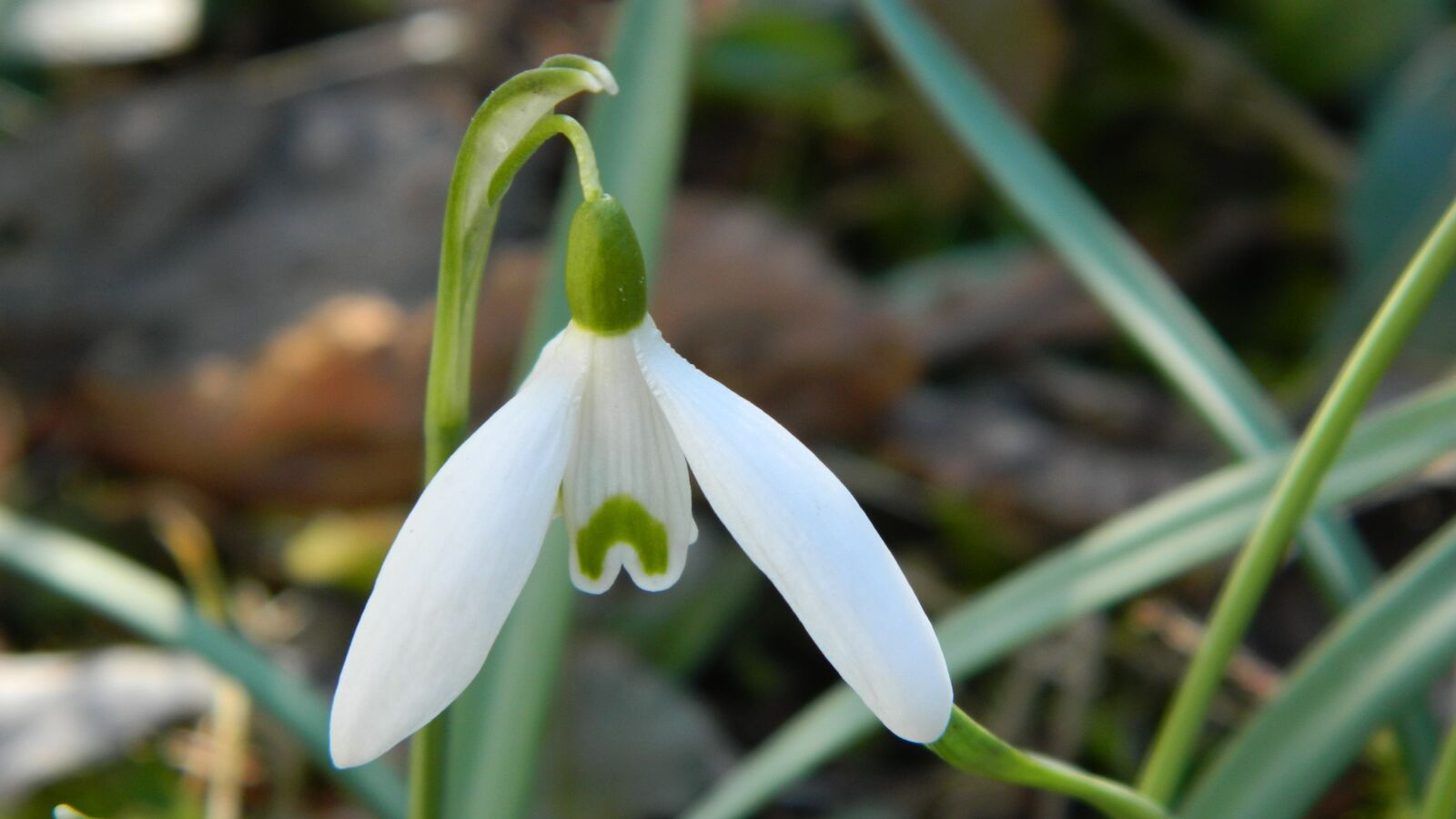 Nikon Coolpix L120 sample photo. Snowdrop, white, flower photography