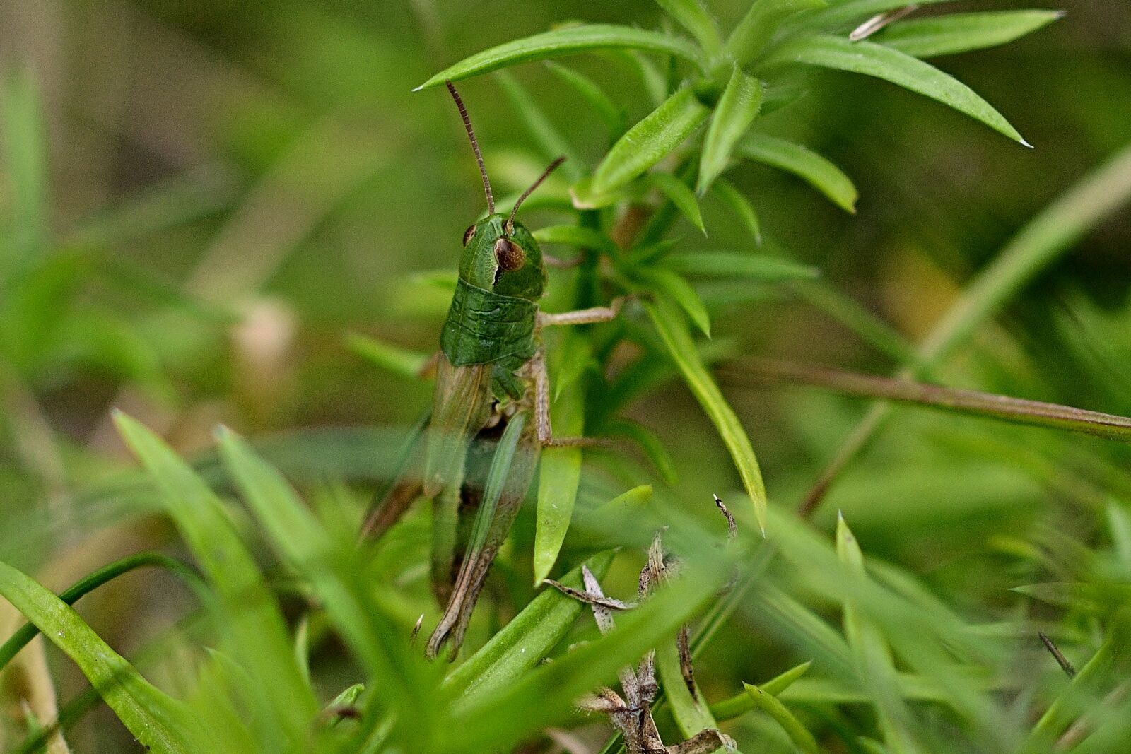 Nikon D5200 sample photo. Grasshopper, garden, camouflage photography