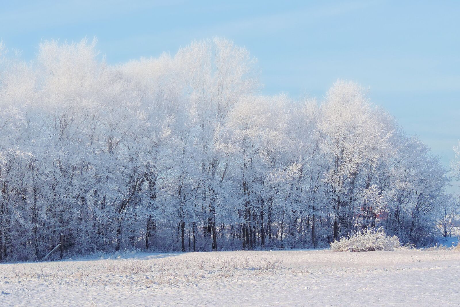 Nikon Coolpix P520 sample photo. Landscape, trees, winter impressions photography