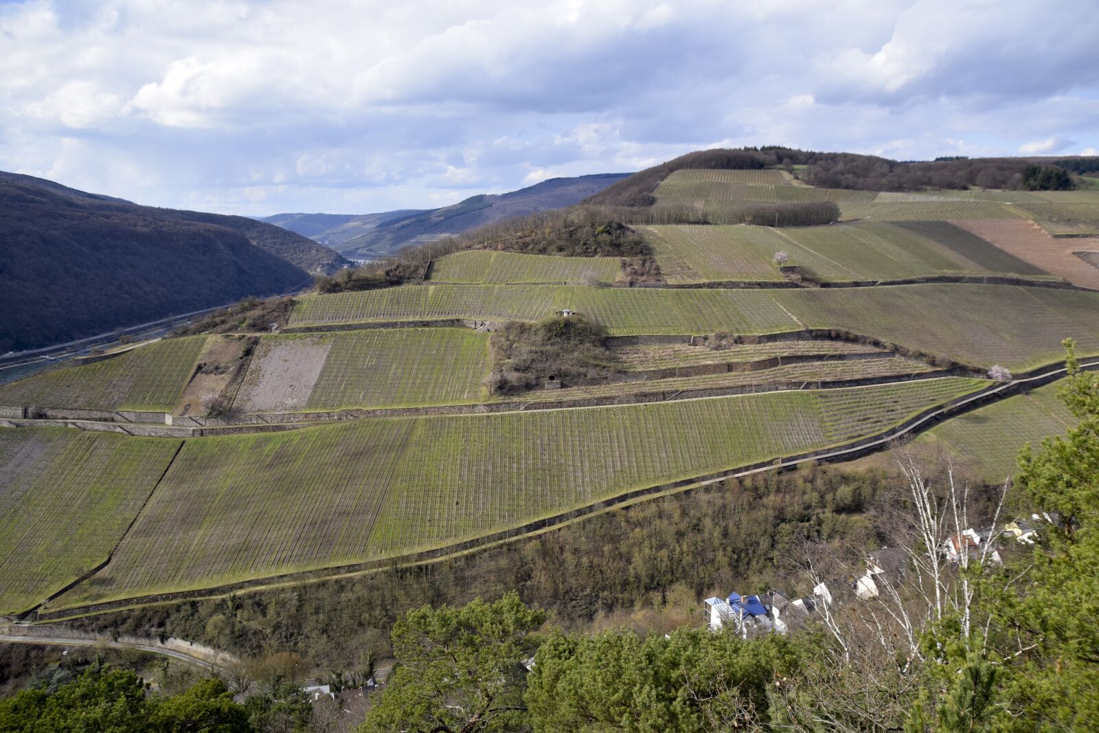 Nikon D5300 sample photo. Vineyard, rüdesheim, rhine photography