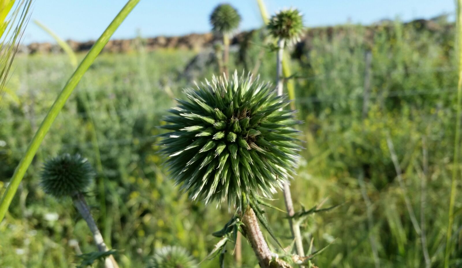 Samsung Galaxy S5 sample photo. Plants, nature, flora photography