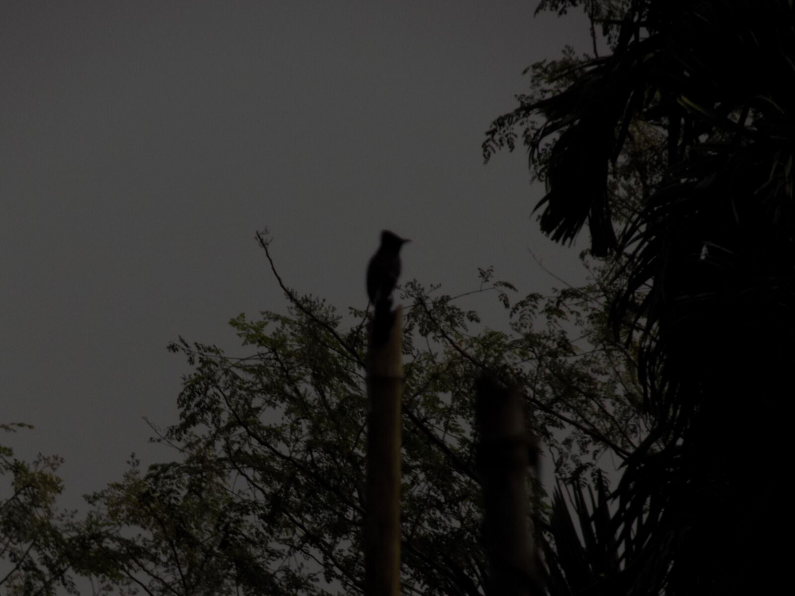 Nikon COOLPIX L330 sample photo. Bird photography