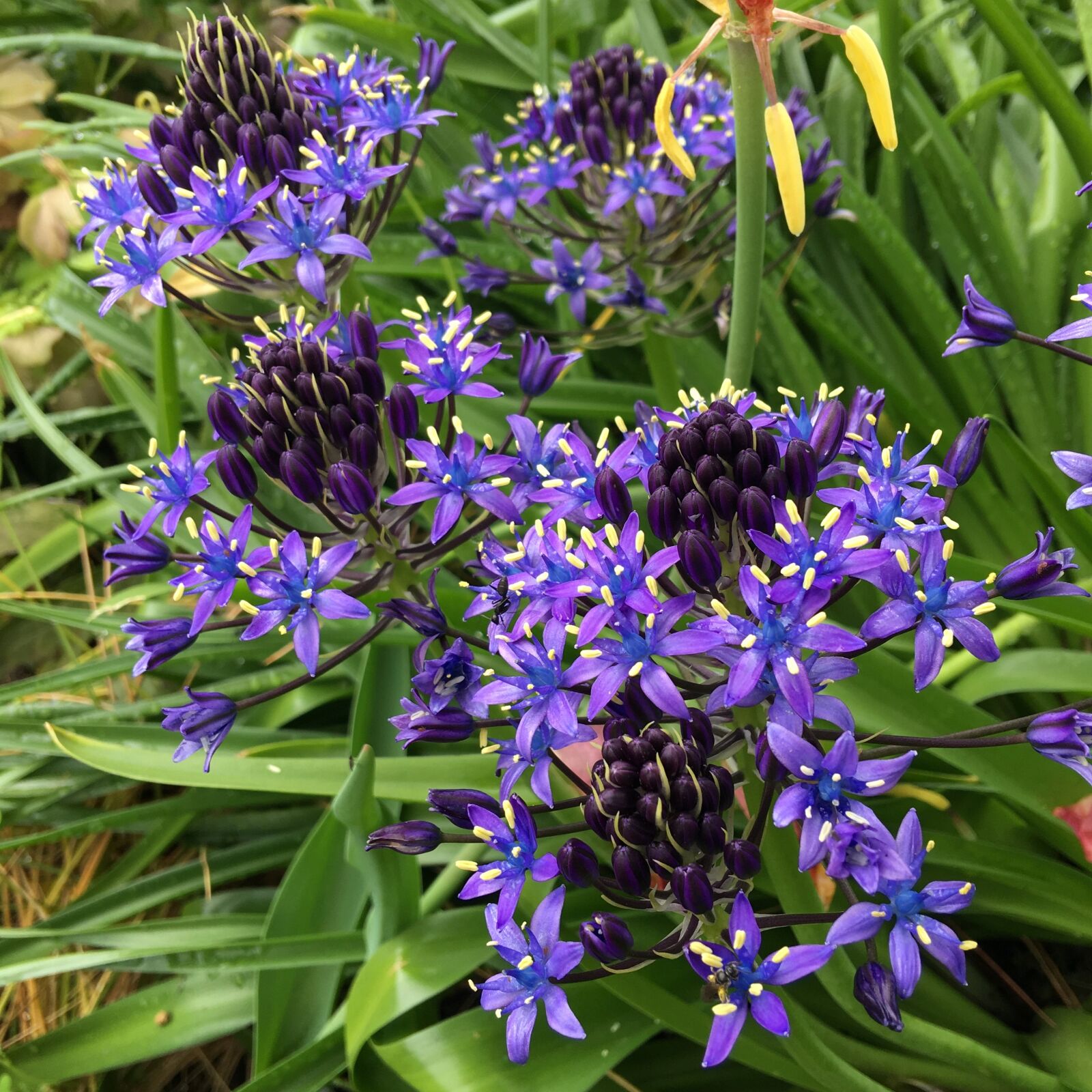 Apple iPhone 6s Plus sample photo. Purple flower 02, purple photography