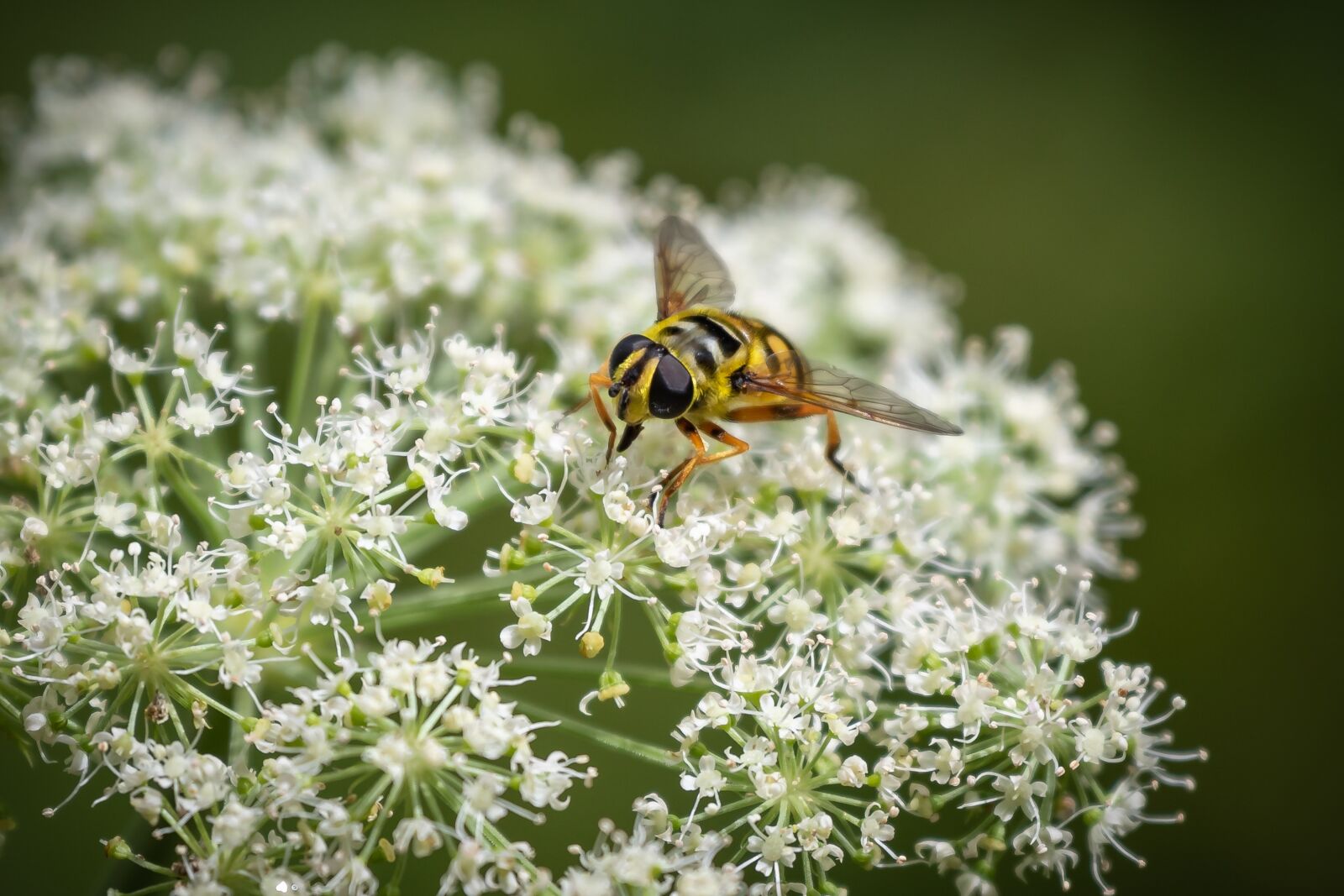 Canon EOS 7D Mark II sample photo. Hoverfly, insect, inflorescence photography