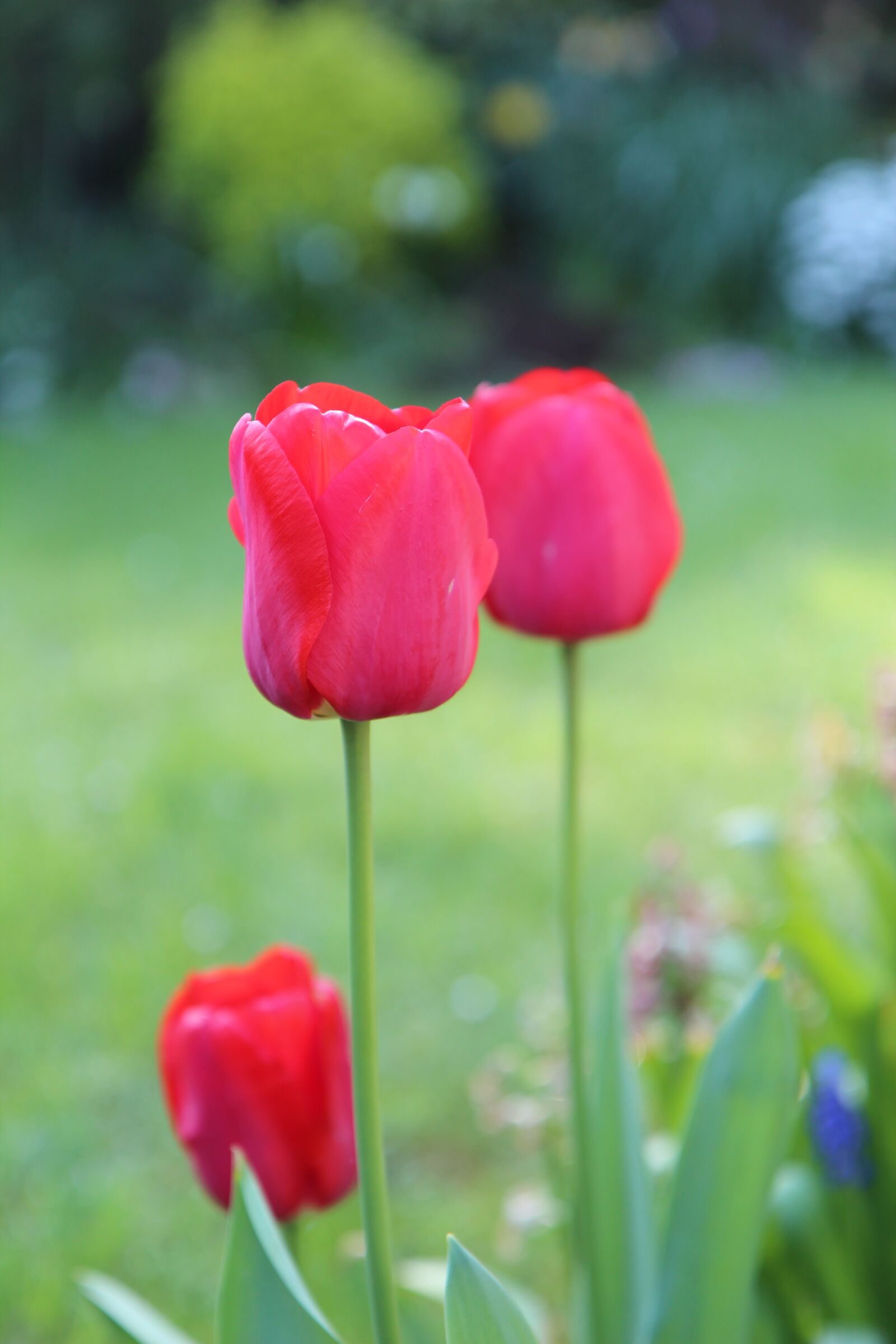 Canon EOS 600D (Rebel EOS T3i / EOS Kiss X5) sample photo. Tulips red, tulips, tulip photography