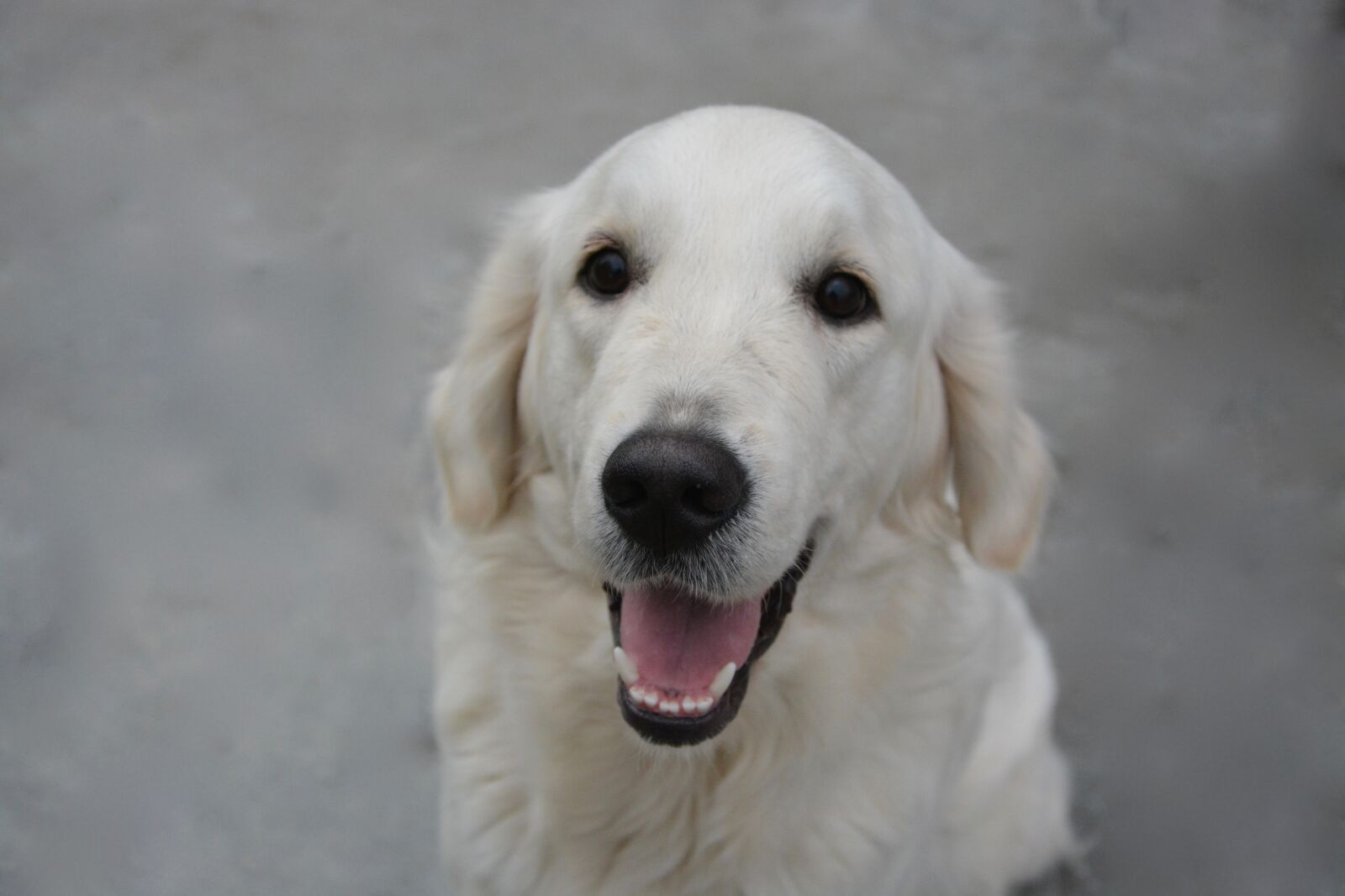 Nikon D5200 sample photo. Dog, dog golden retriever photography