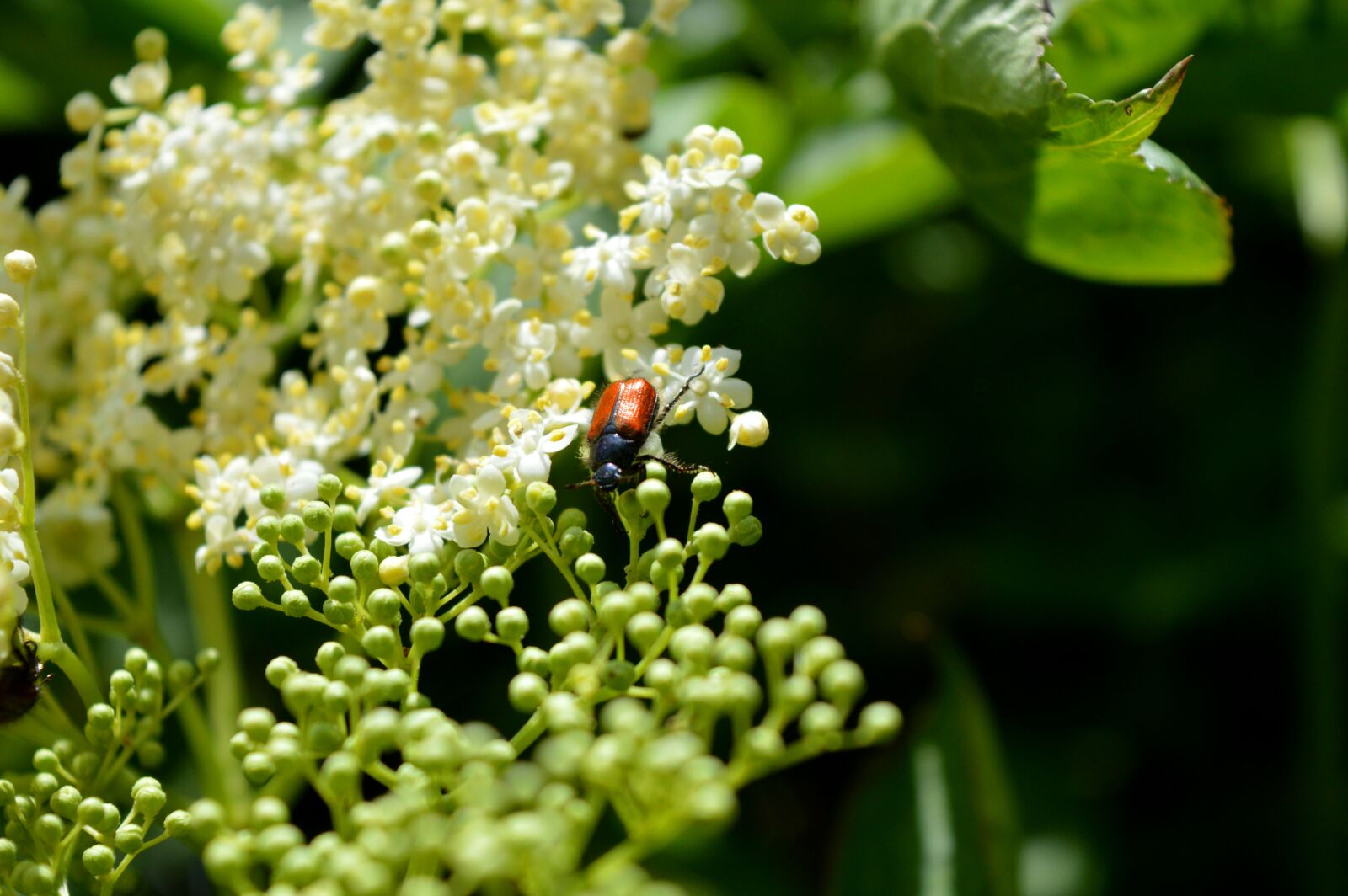 Nikon D3200 sample photo. Elderflower, garden leaf beetle photography