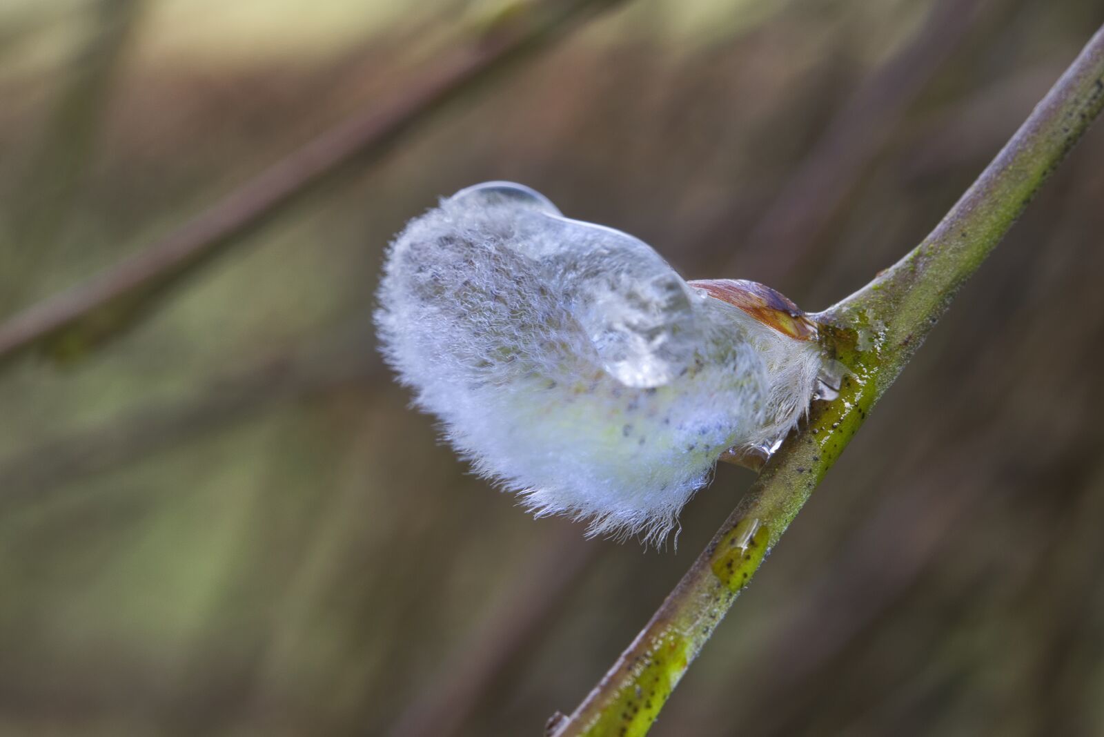 Nikon D5300 sample photo. Willow catkins, nature, plant photography
