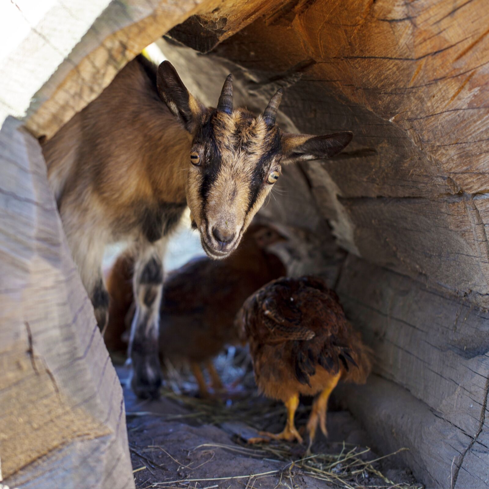 Canon EOS 5D Mark II sample photo. Goat, chick, pet photography