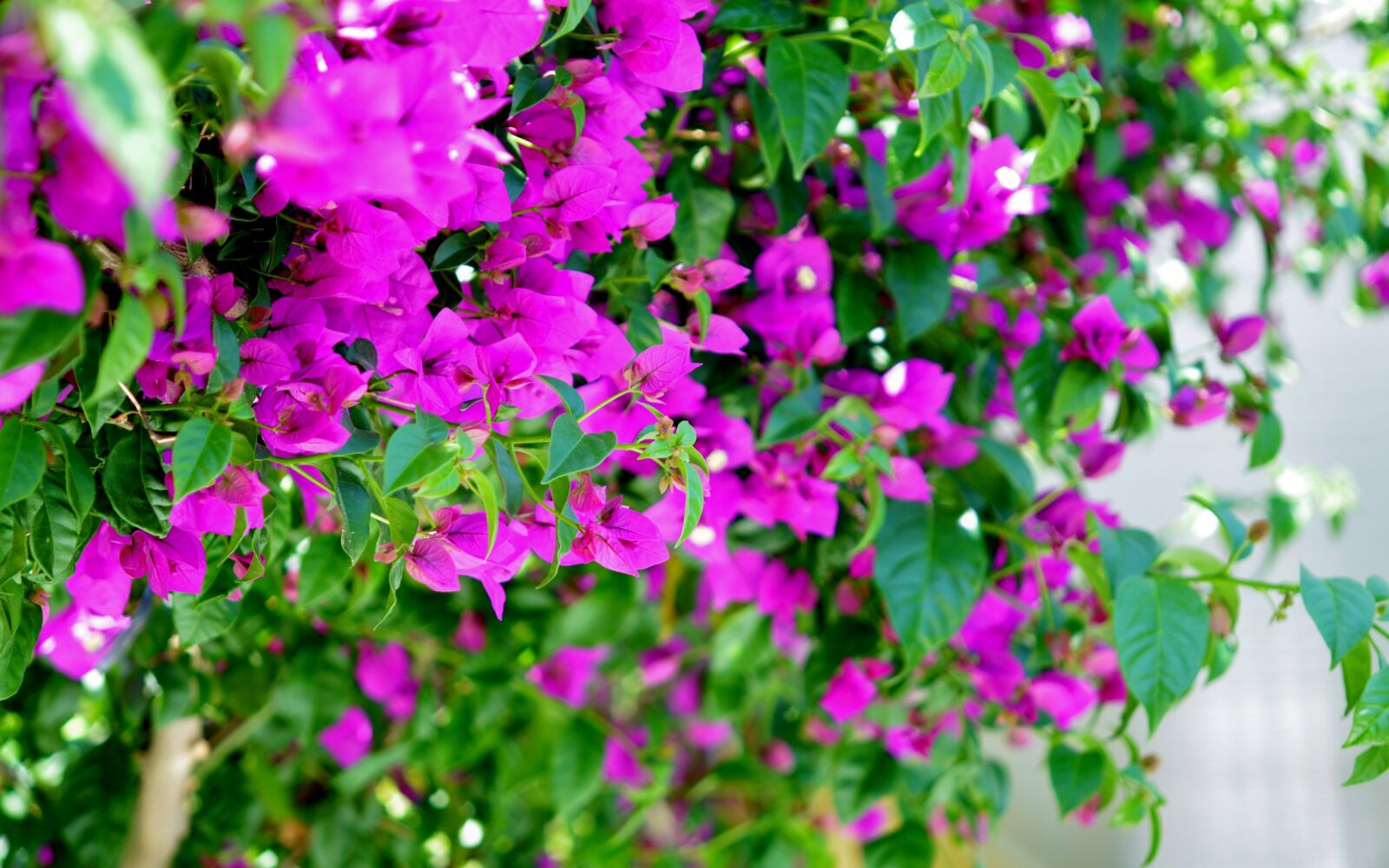 Nikon D7000 sample photo. Flower, spring, summer photography