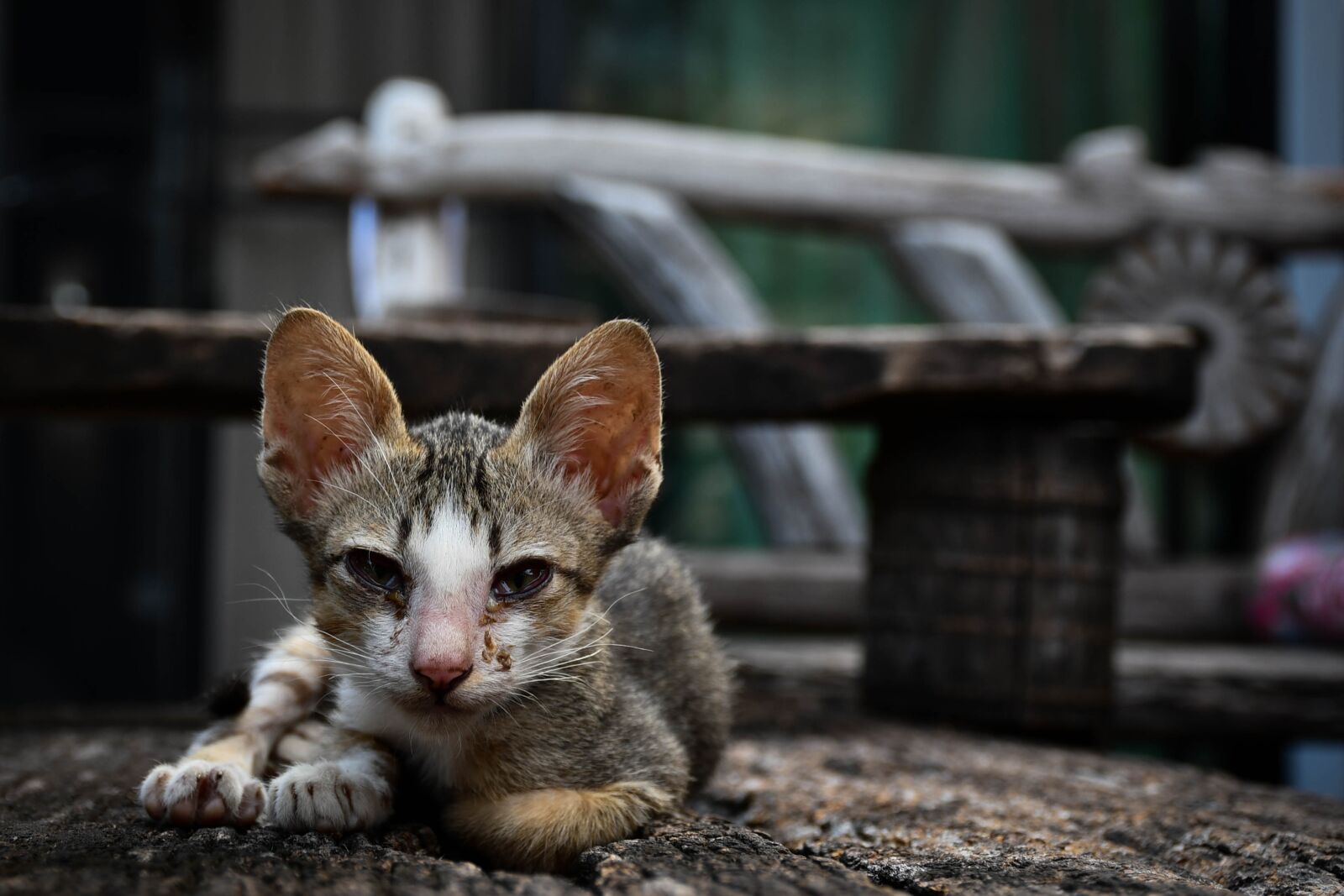 Nikon D7500 sample photo. Cat, pets, kitten photography
