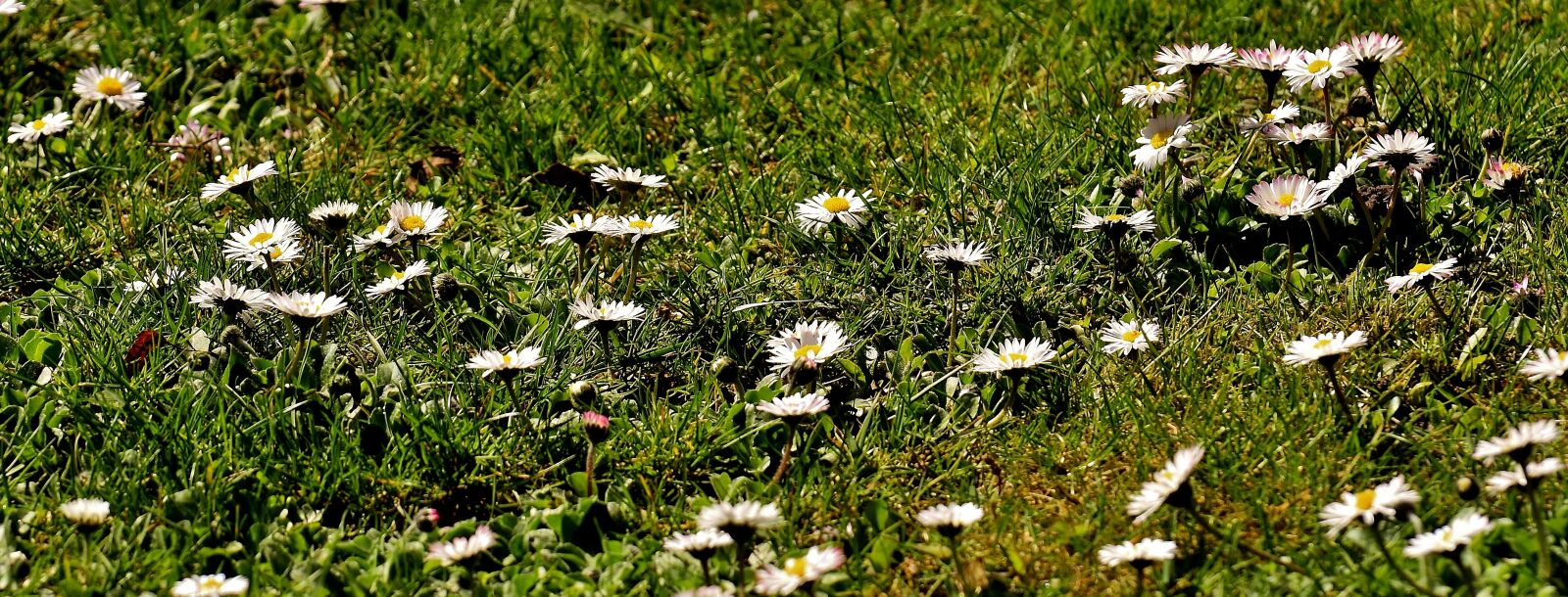 Nikon D7200 sample photo. Meadow, garden, daisy photography