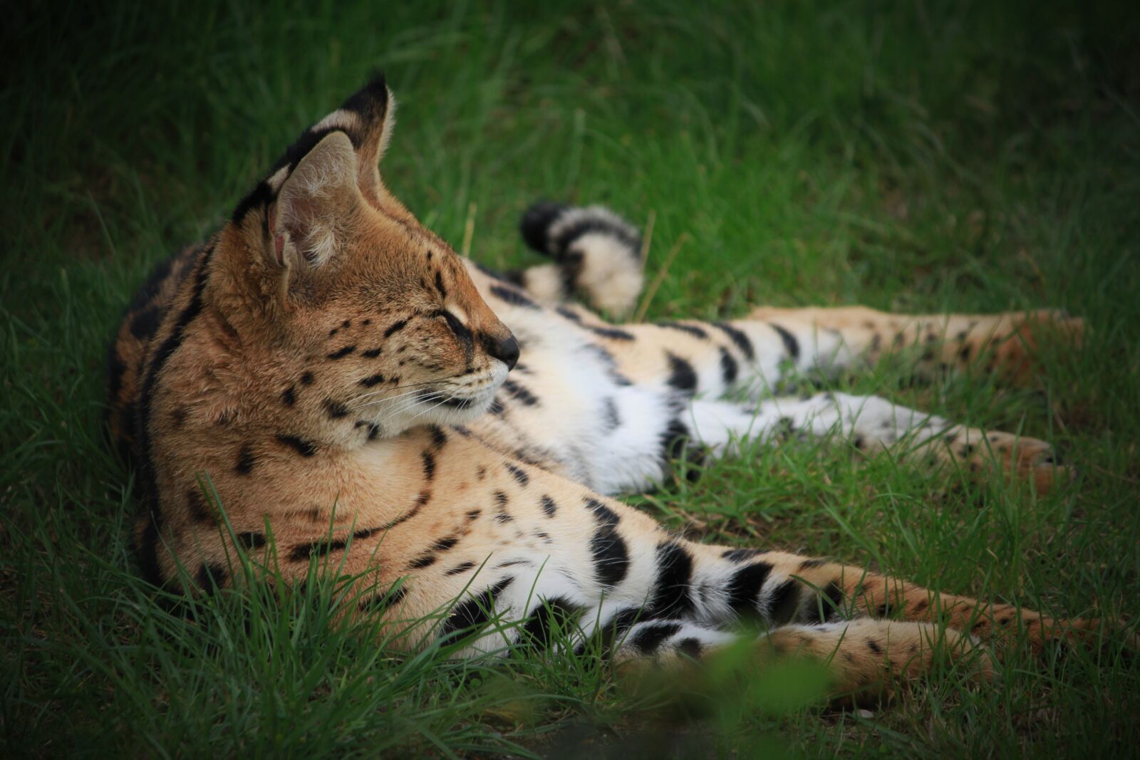 Canon EOS 7D sample photo. Predator, cat, wilderness photography