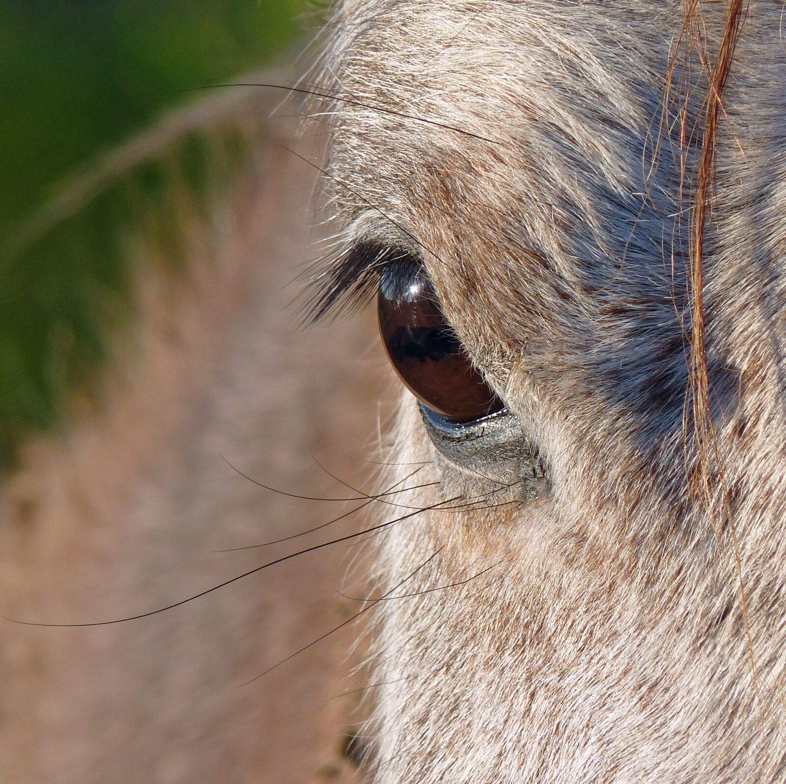 Panasonic Lumix DMC-FZ35 (Lumix DMC-FZ38) sample photo. Horse, eye, close up photography
