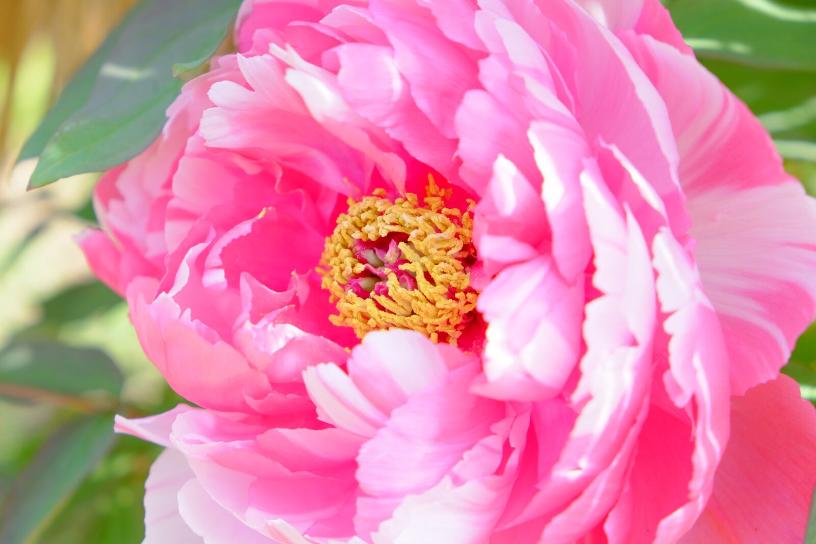 Fujifilm X-T10 sample photo. Peony, pink, pollen photography