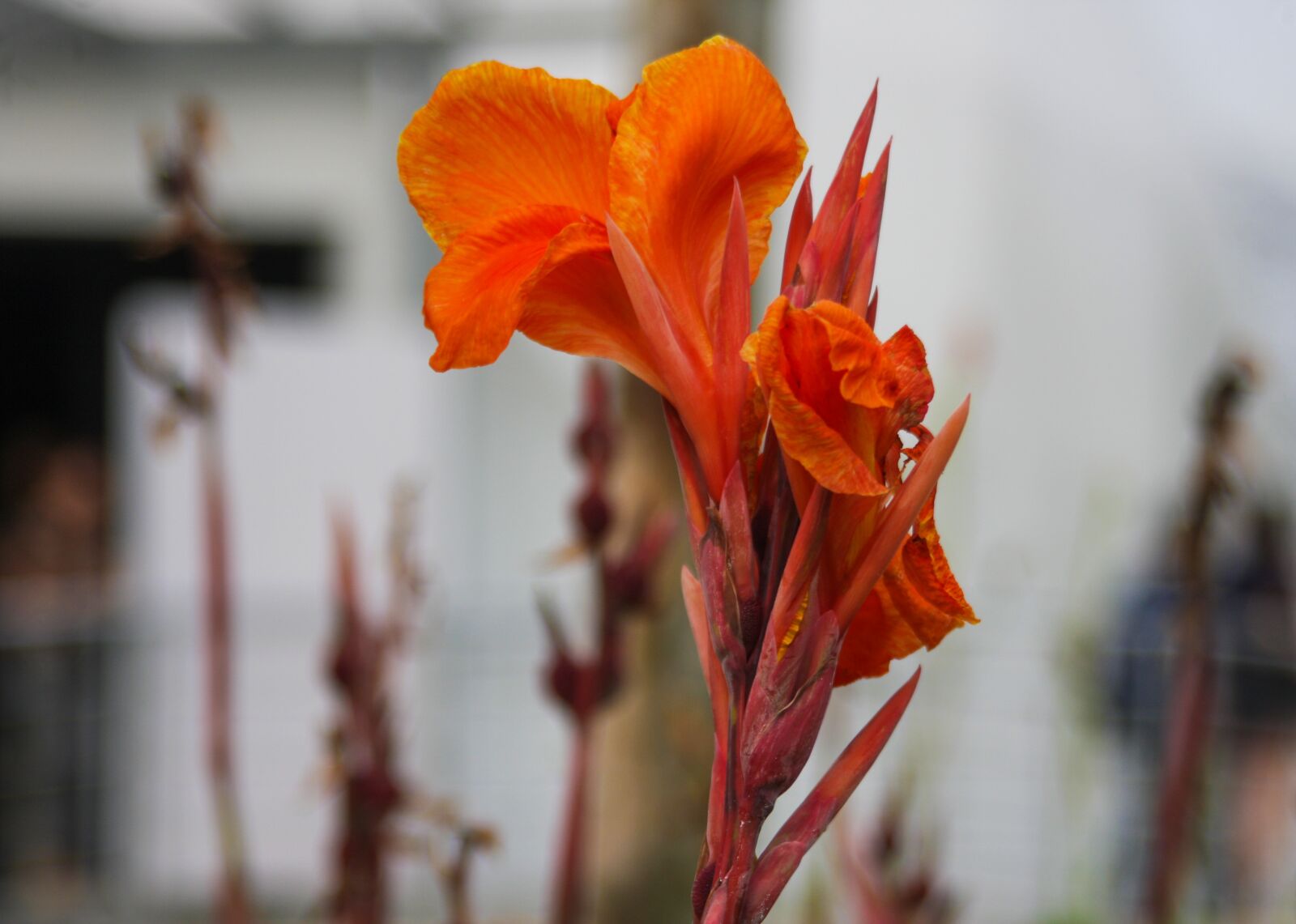 Canon EOS 40D sample photo. Flower, red, bloom photography