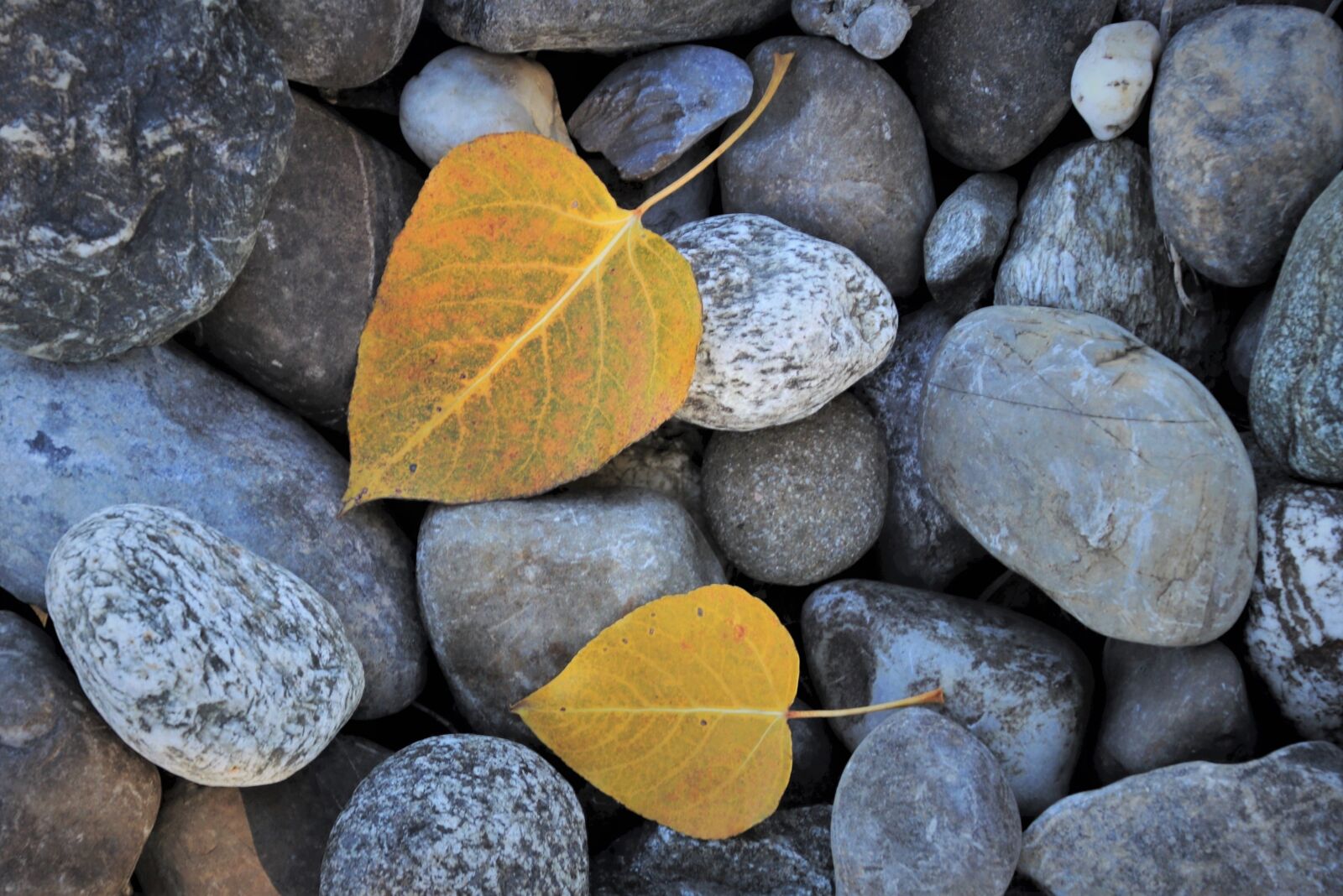 Canon EOS 80D sample photo. Stone, yellow leaves, gravel photography