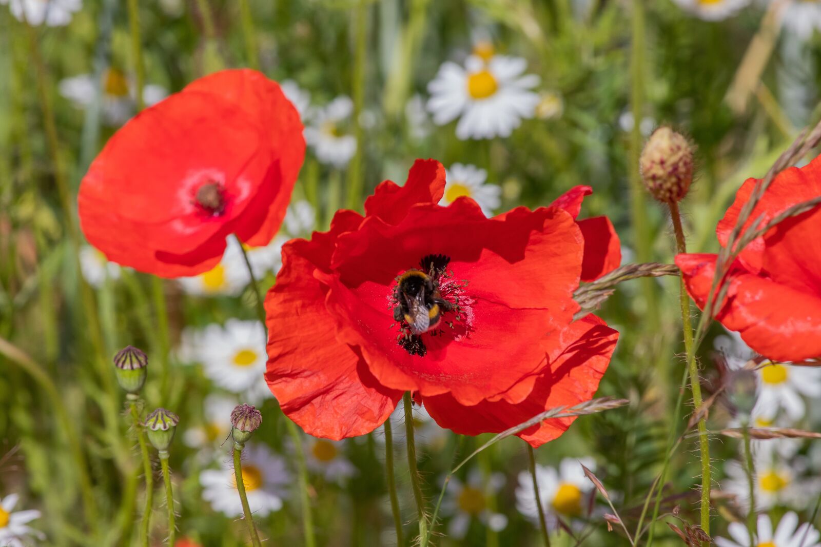 Canon EF 70-200mm F4L IS II USM sample photo. Poppy, flower, bumblebee photography