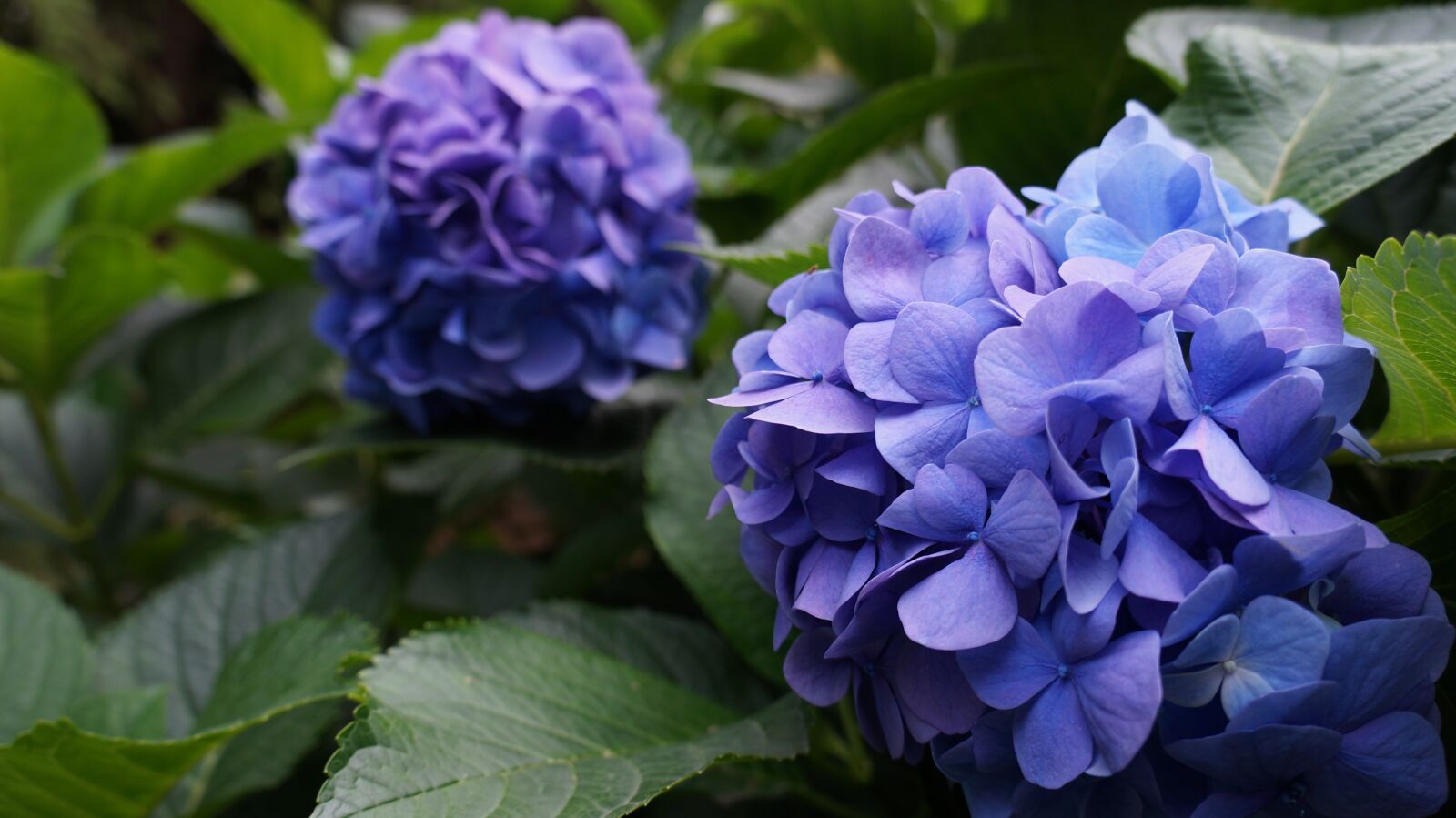 Sony Alpha a3000 sample photo. Plant, flower, background photography