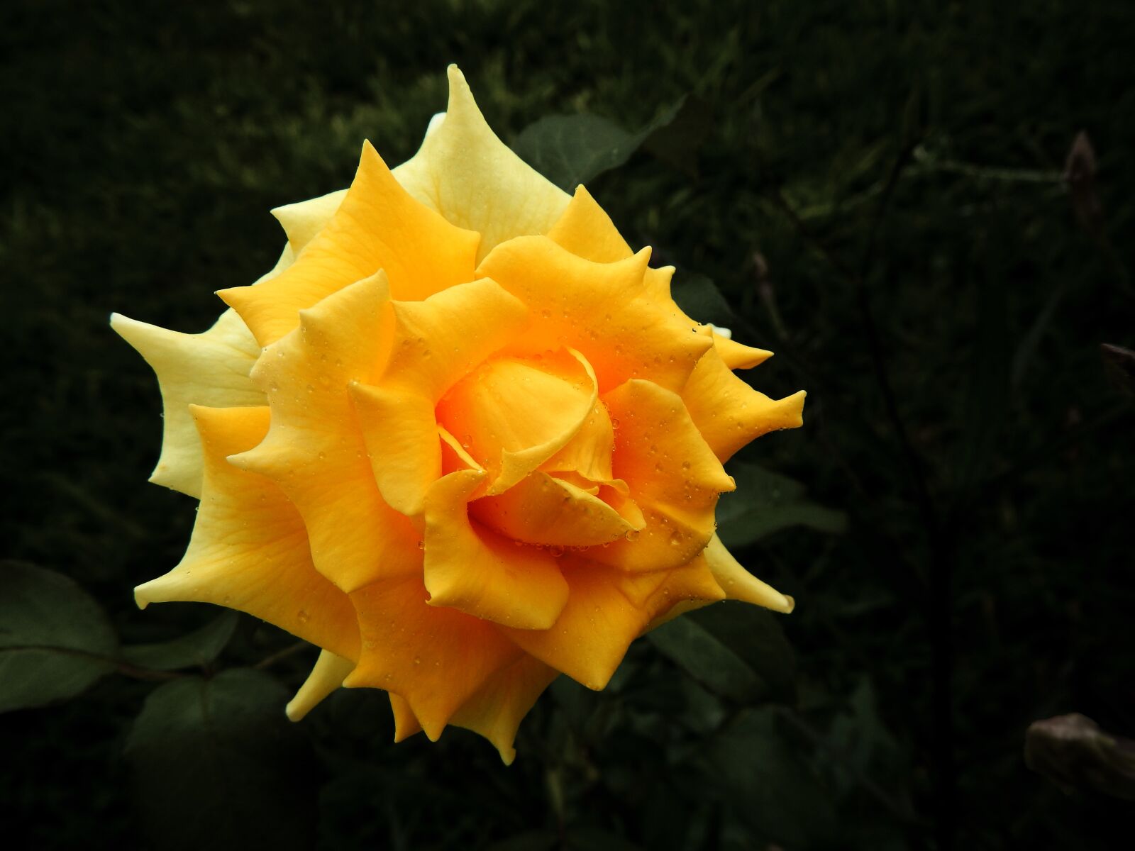 Nikon Coolpix AW110 sample photo. Yellow, rose, flower photography