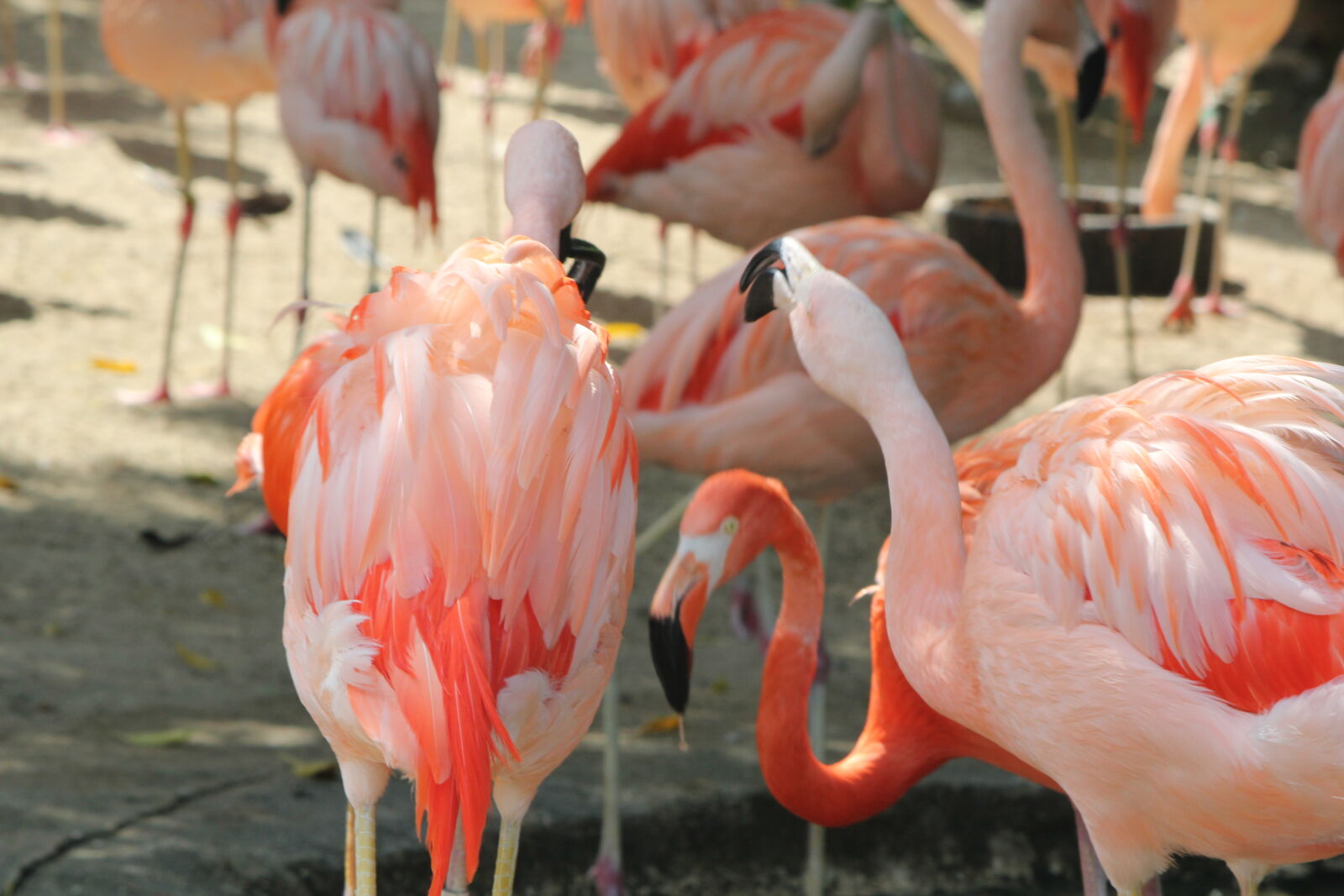 Canon EF-S 55-250mm F4-5.6 IS sample photo. Close, up, of, birds photography