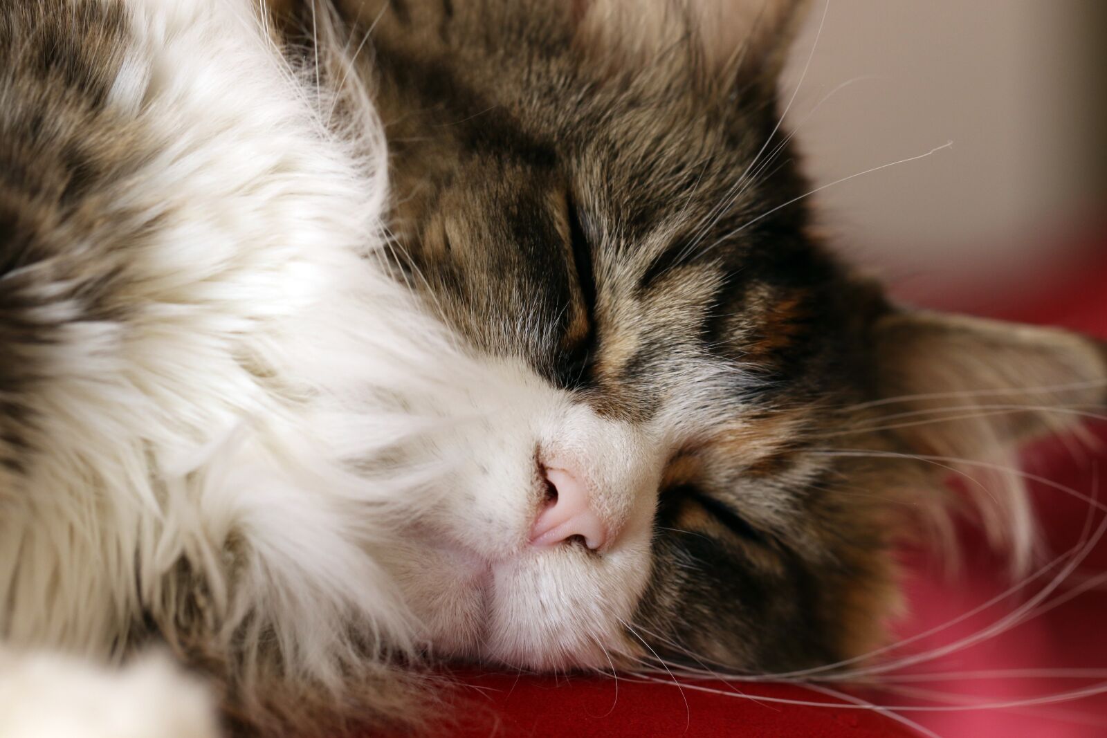 Canon EOS 7D Mark II sample photo. Cat, maine coon, breed photography