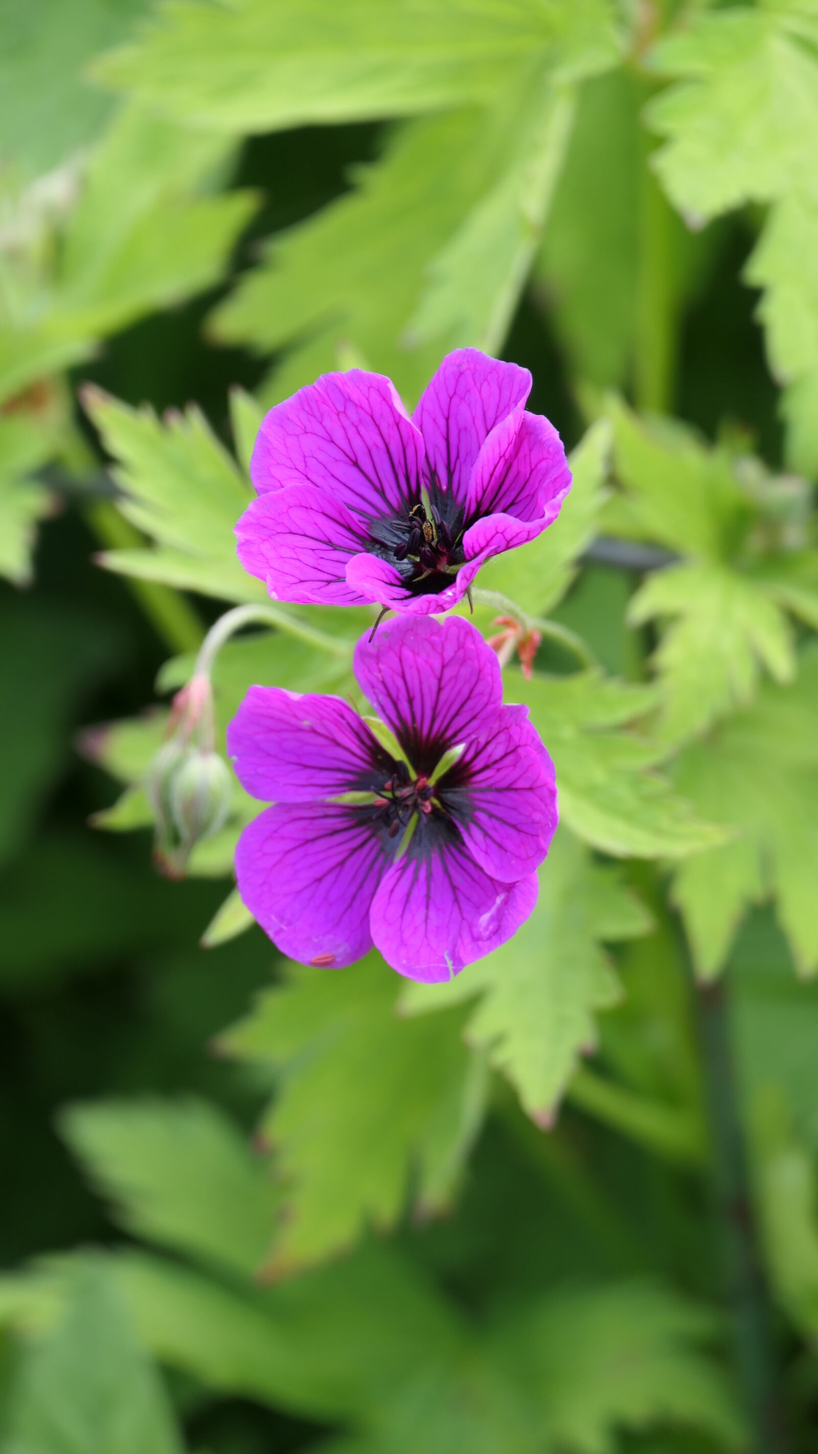 Panasonic DC-FZ10002 sample photo. Flower, close up, violet photography