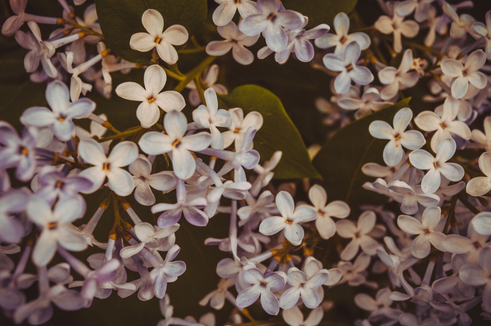 Nikon D3200 sample photo. Flowers, flowering shrub, garden photography
