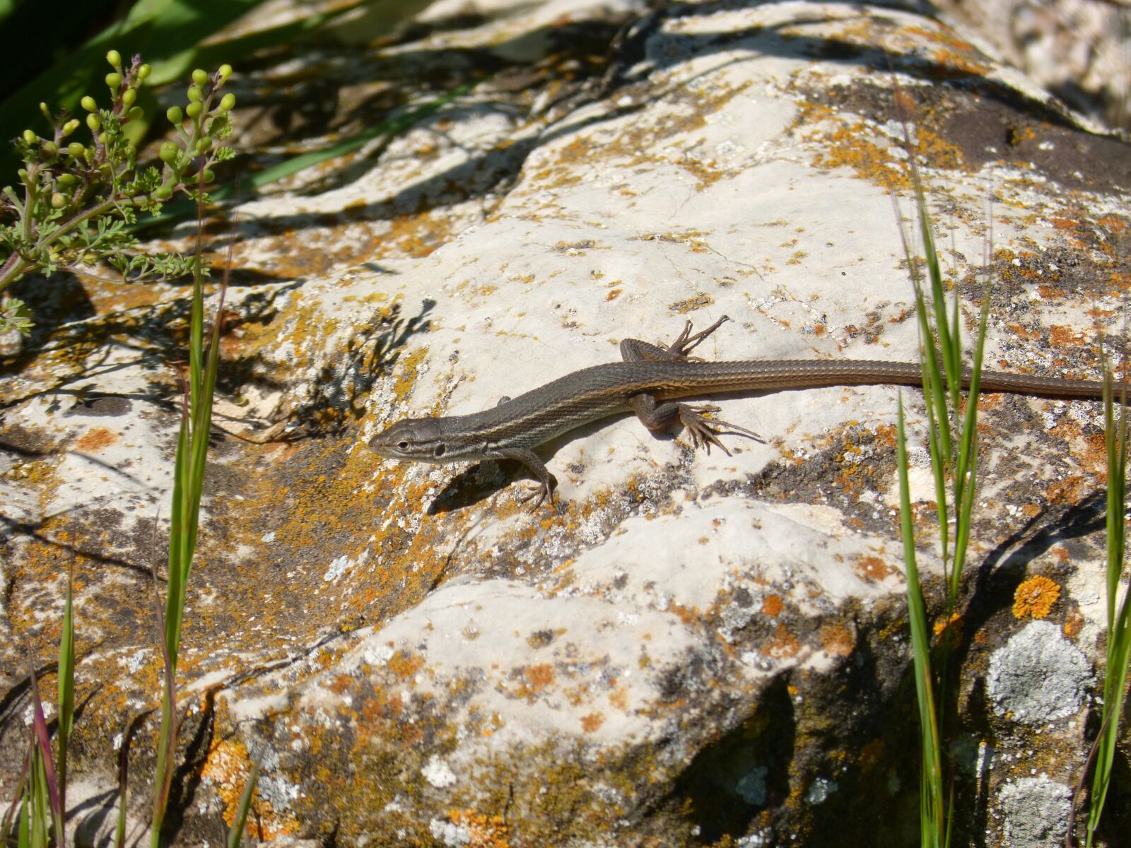 Panasonic DMC-FZ62 sample photo. Lizard, sargantana, rock photography