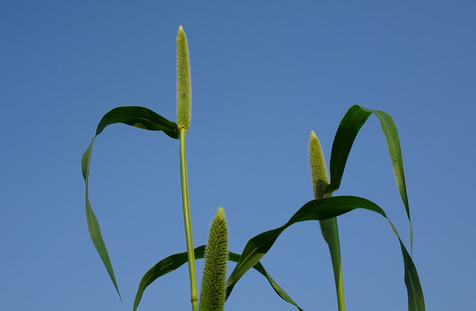 Sony DSC-WX800 sample photo. Pearl millet, pennisetum glaucum photography
