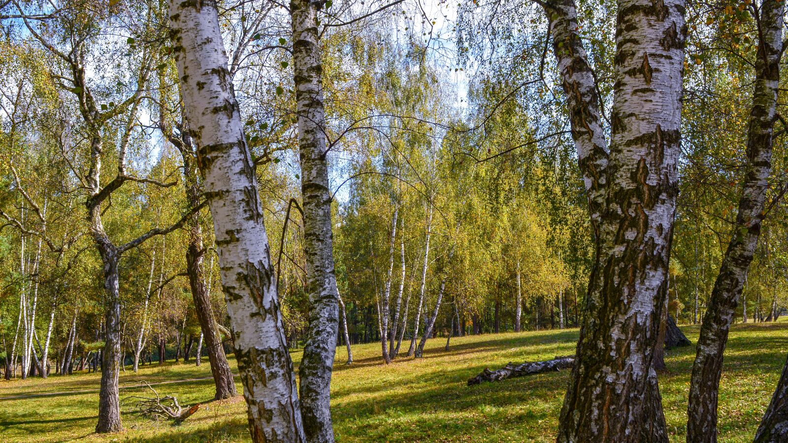 Nikon D5200 sample photo. Nature, forest, autumn photography