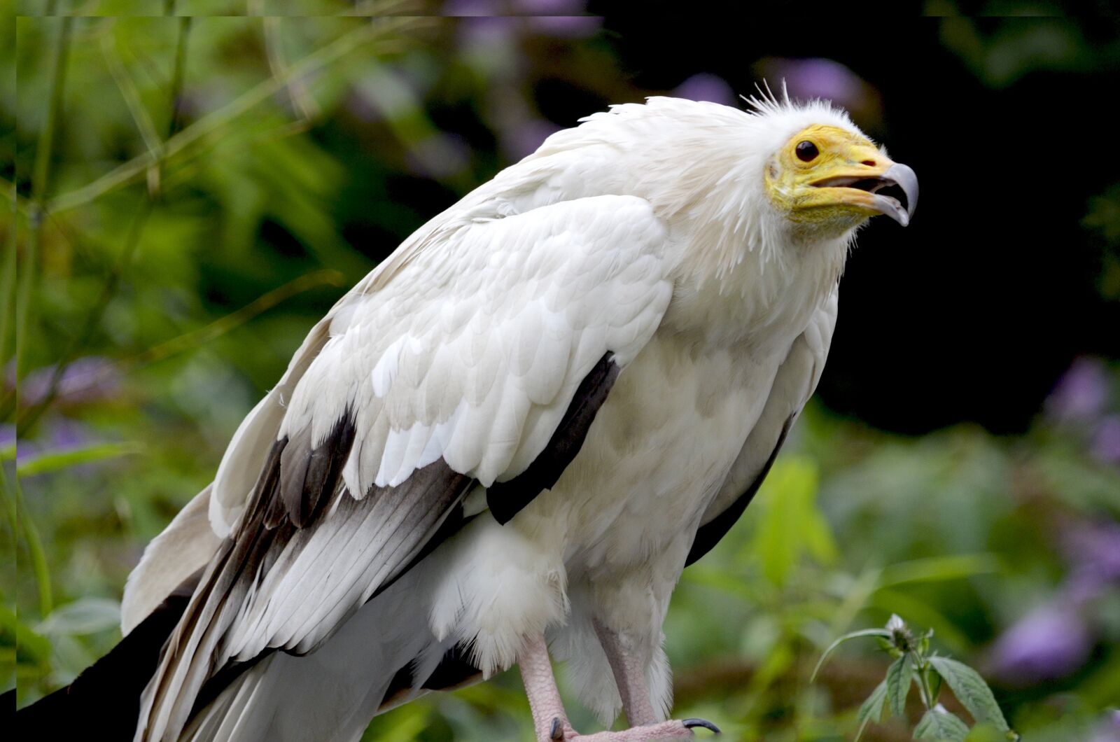 Nikon D5100 sample photo. Egyptian vulture, hawk-like, raptor photography