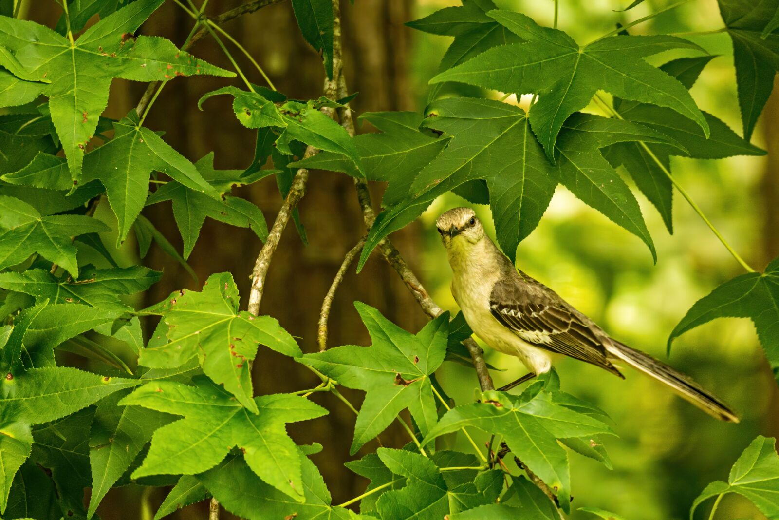 Sony a6400 sample photo. Bird, mockingbird, northern mockingbird photography